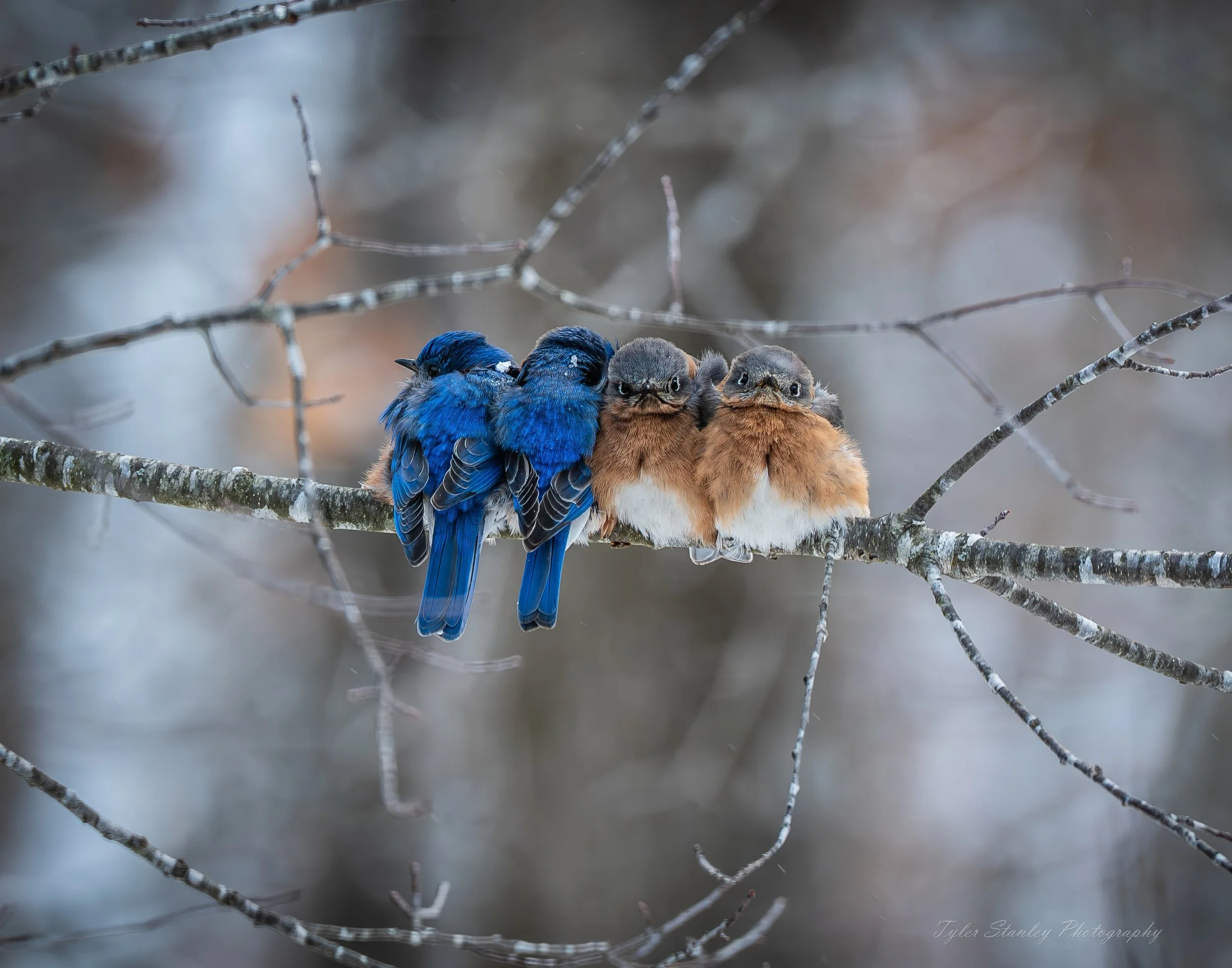  Frozen BlueBirdsUntitled-285-topaz-sharpen-upscale-2x.jpg