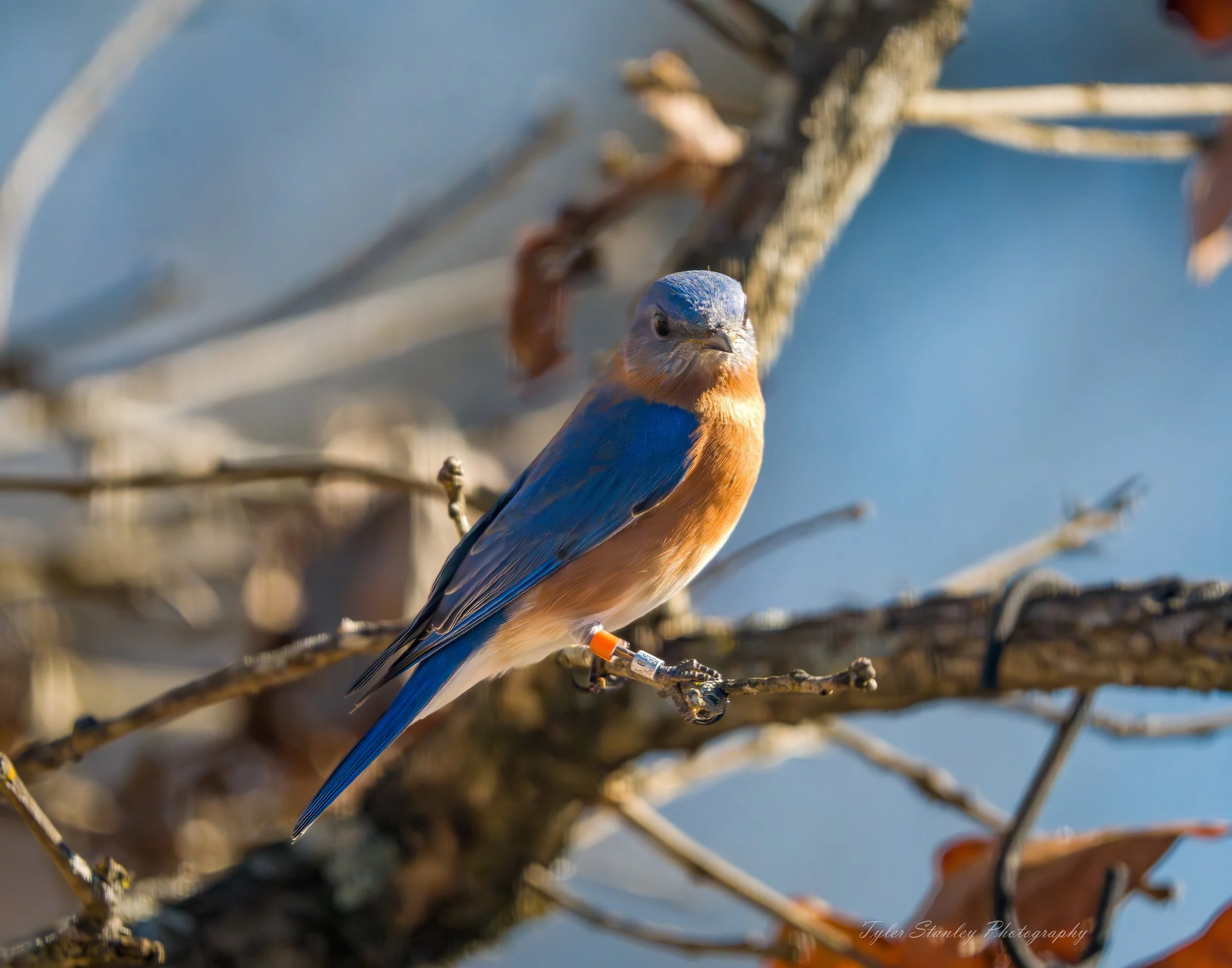  Frozen BlueBirdsDSC03462-topaz-sharpen.jpeg