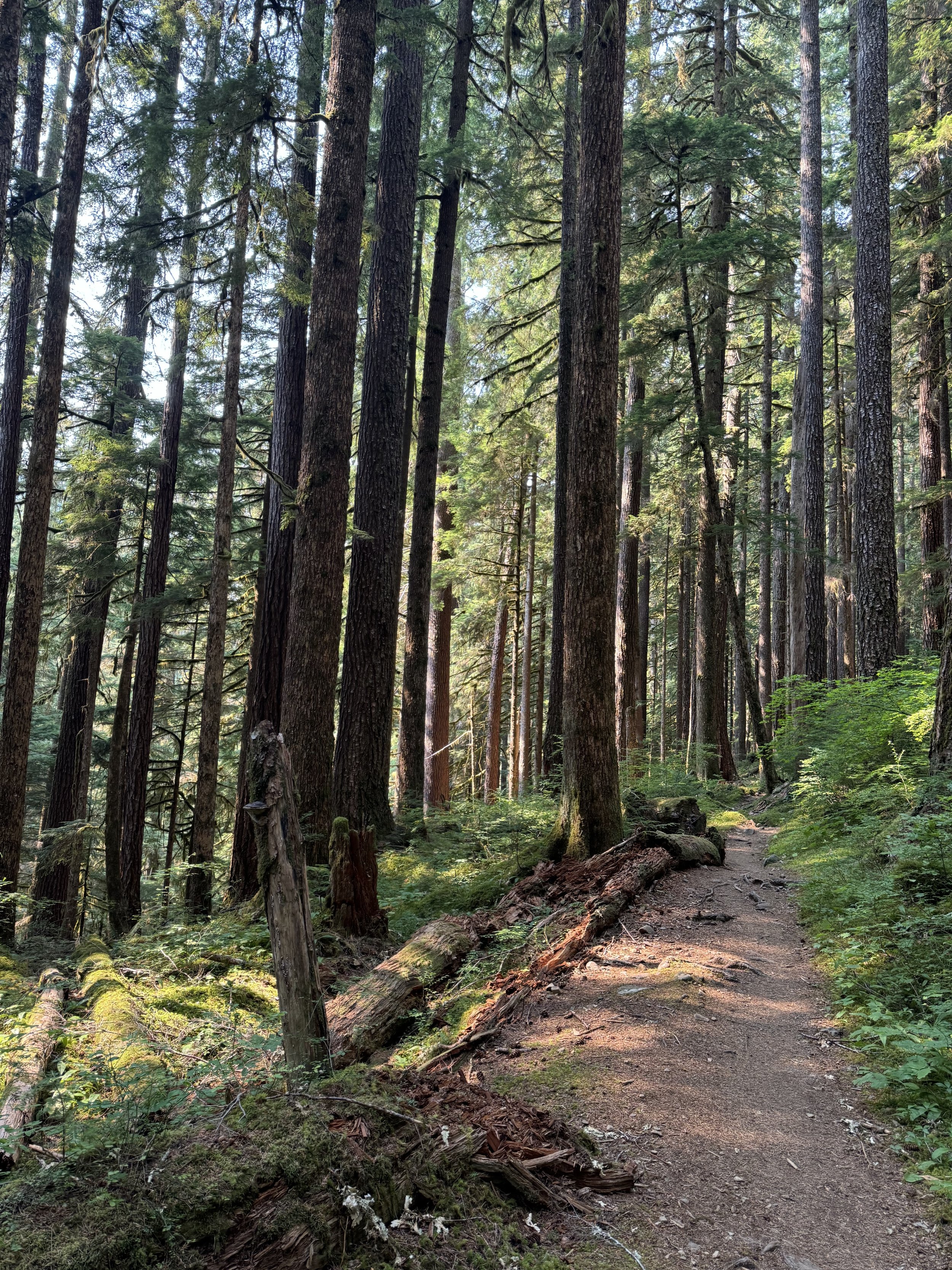 Coming Home: A Daylong Yoga Retreat in the Redwoods