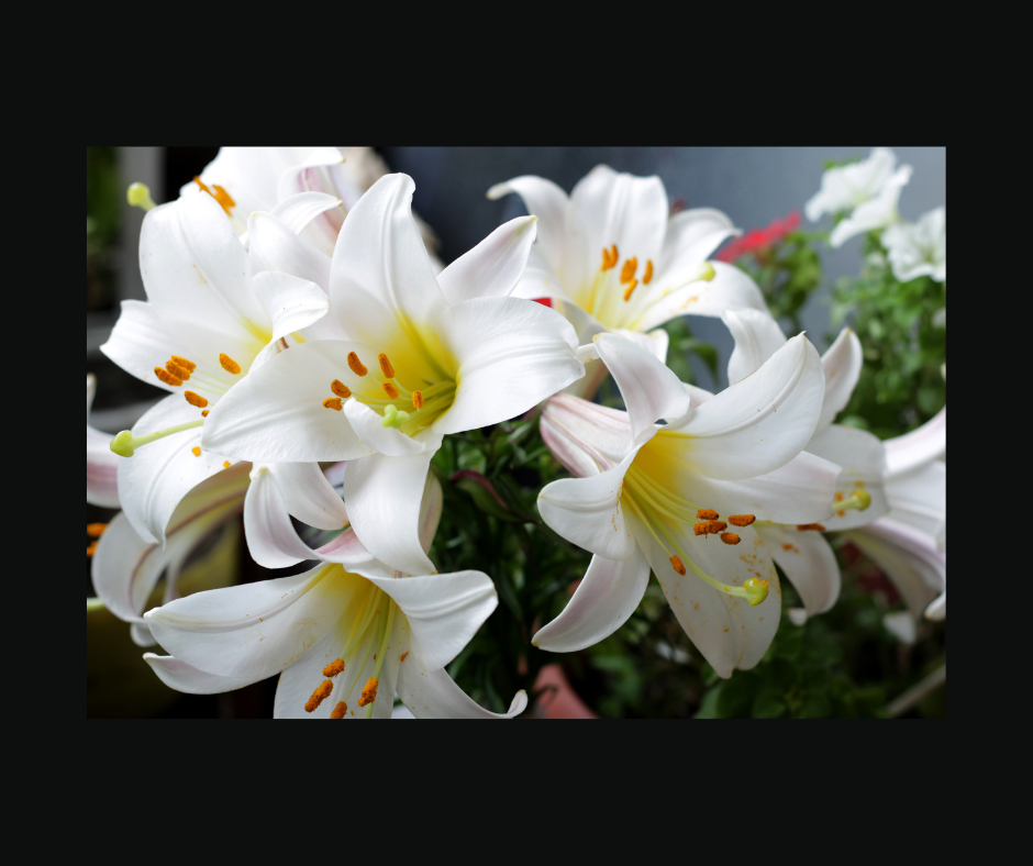 Lily