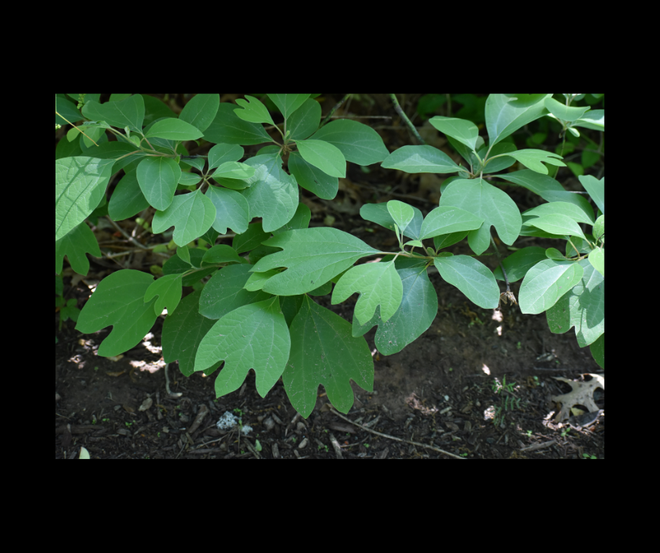 Sassafras