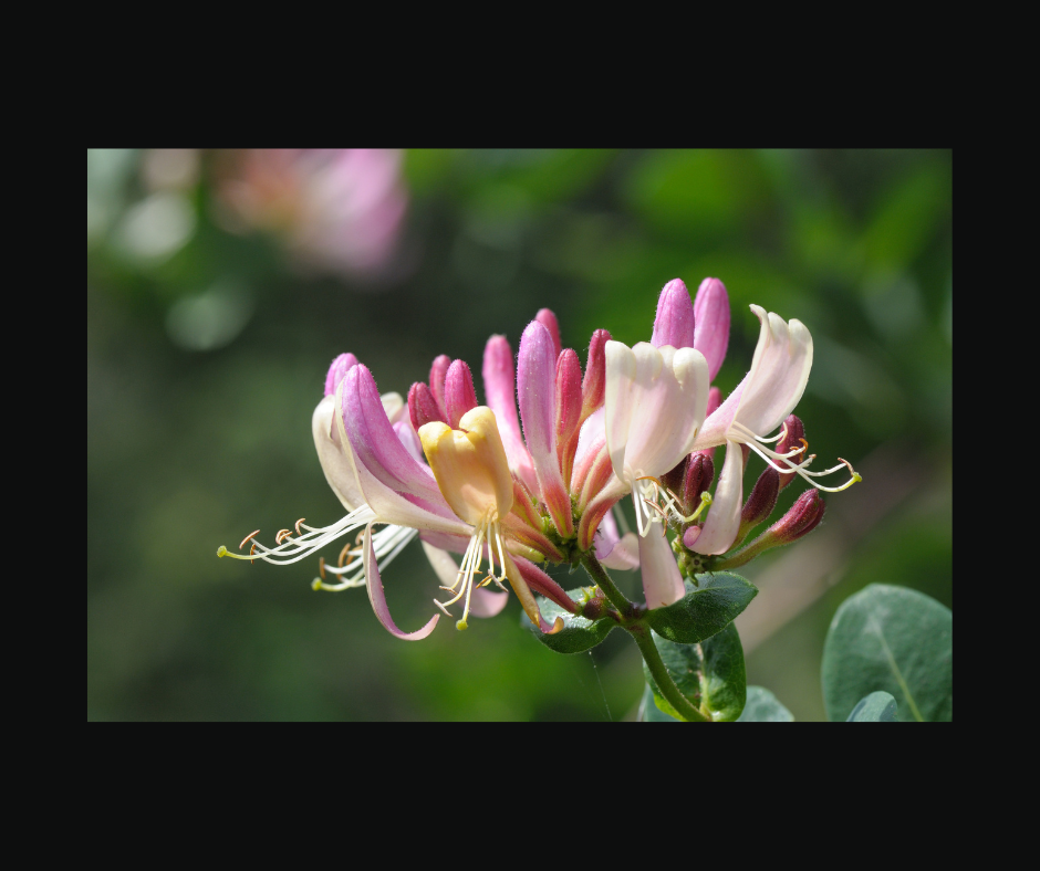 Honeysuckle