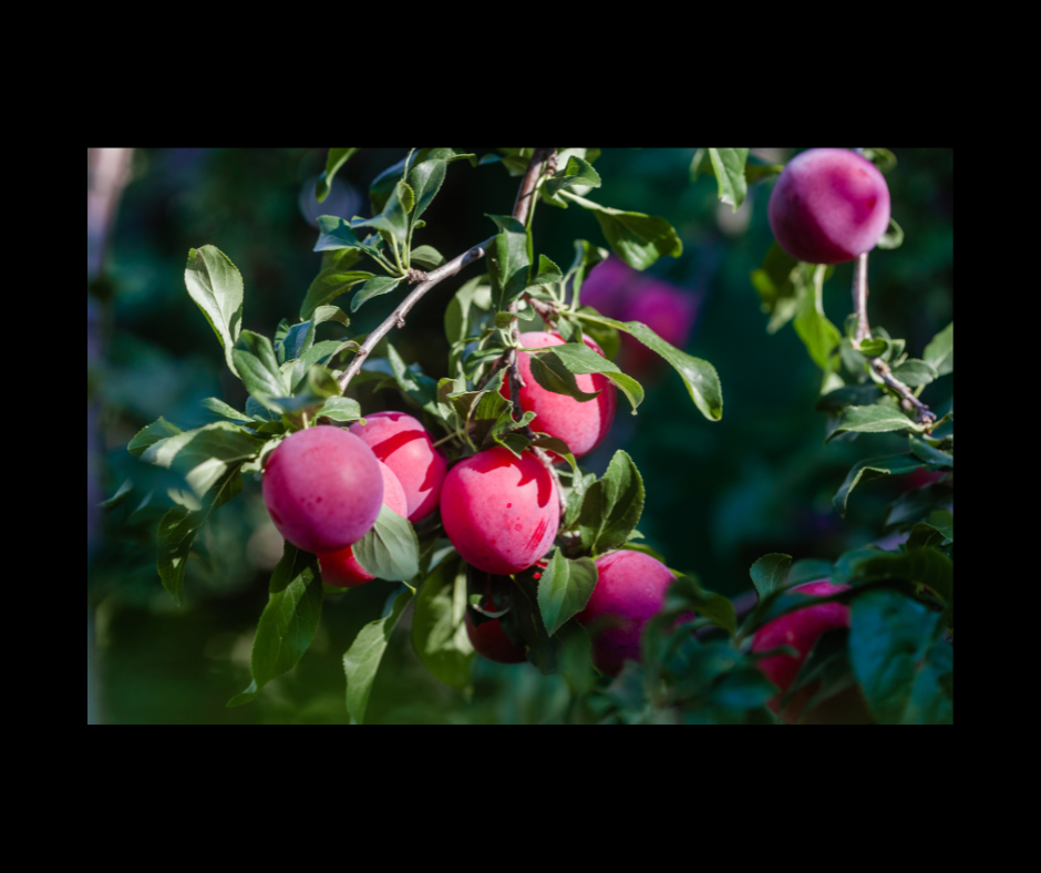 Plum