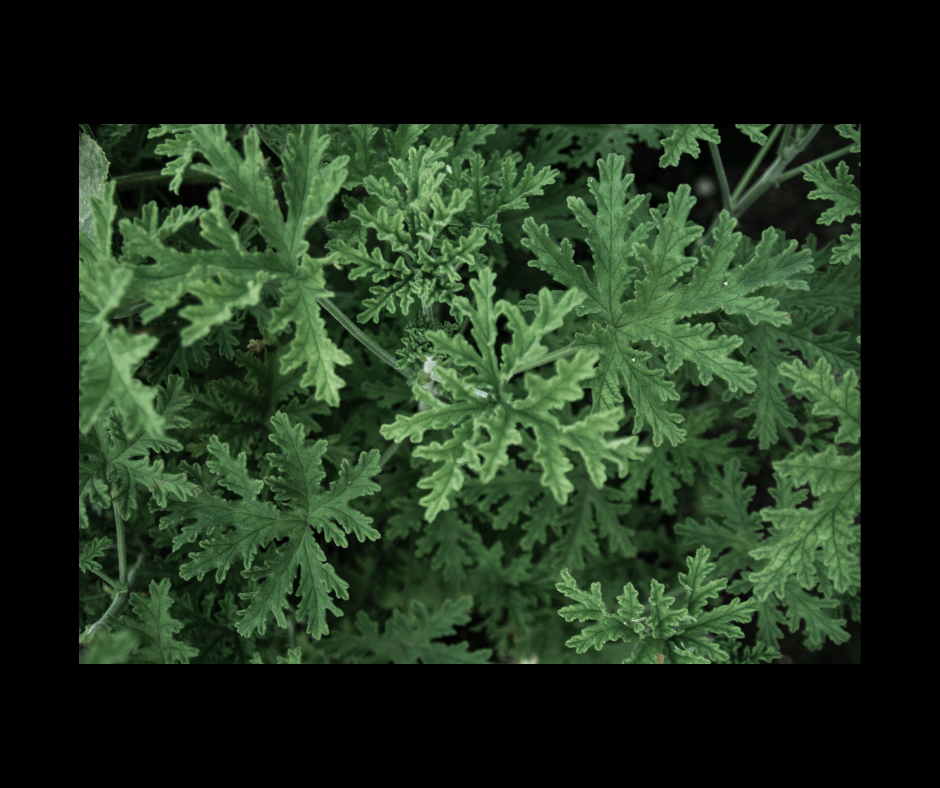 Citronella