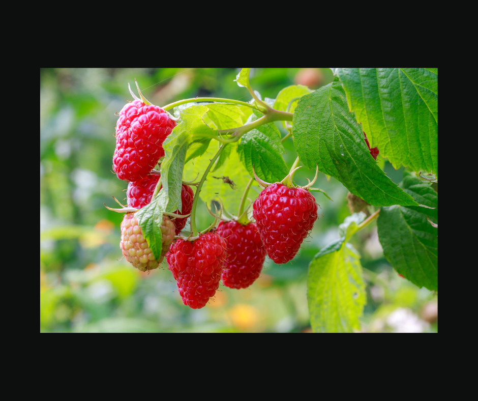 Raspberry