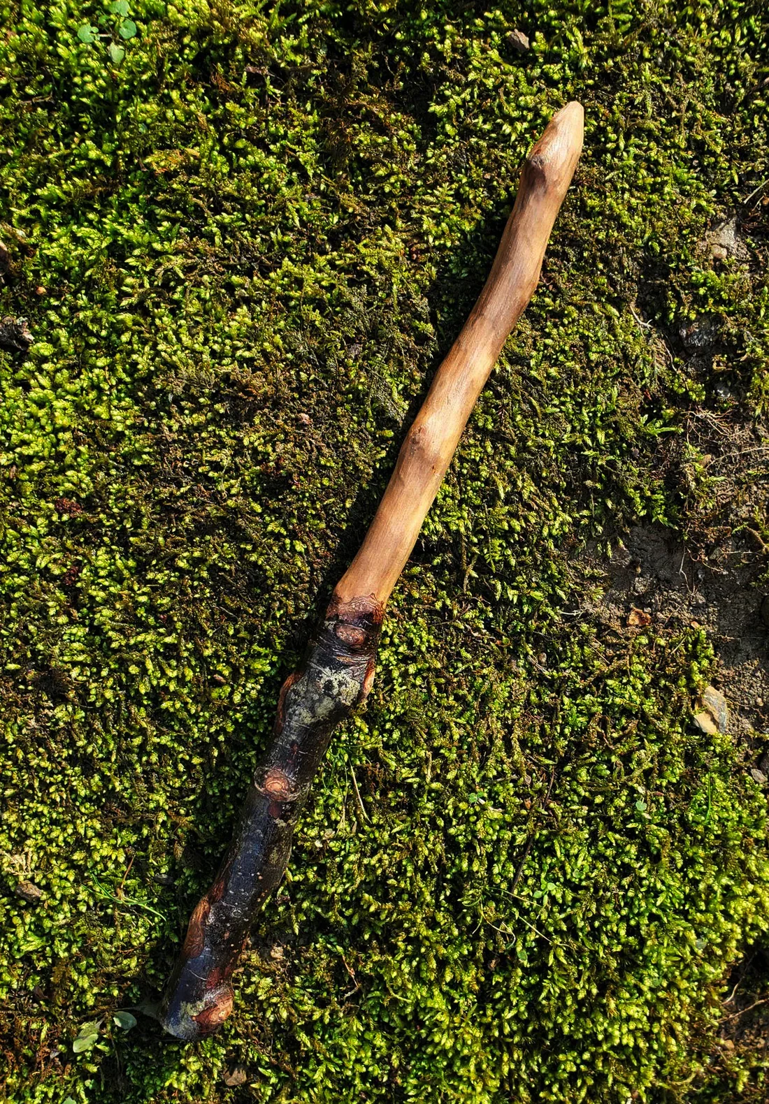 Appalachian foraged wood ritual wand with a dark mottled natural handle, pale smooth upper body, and pointed tip resting on green moss.