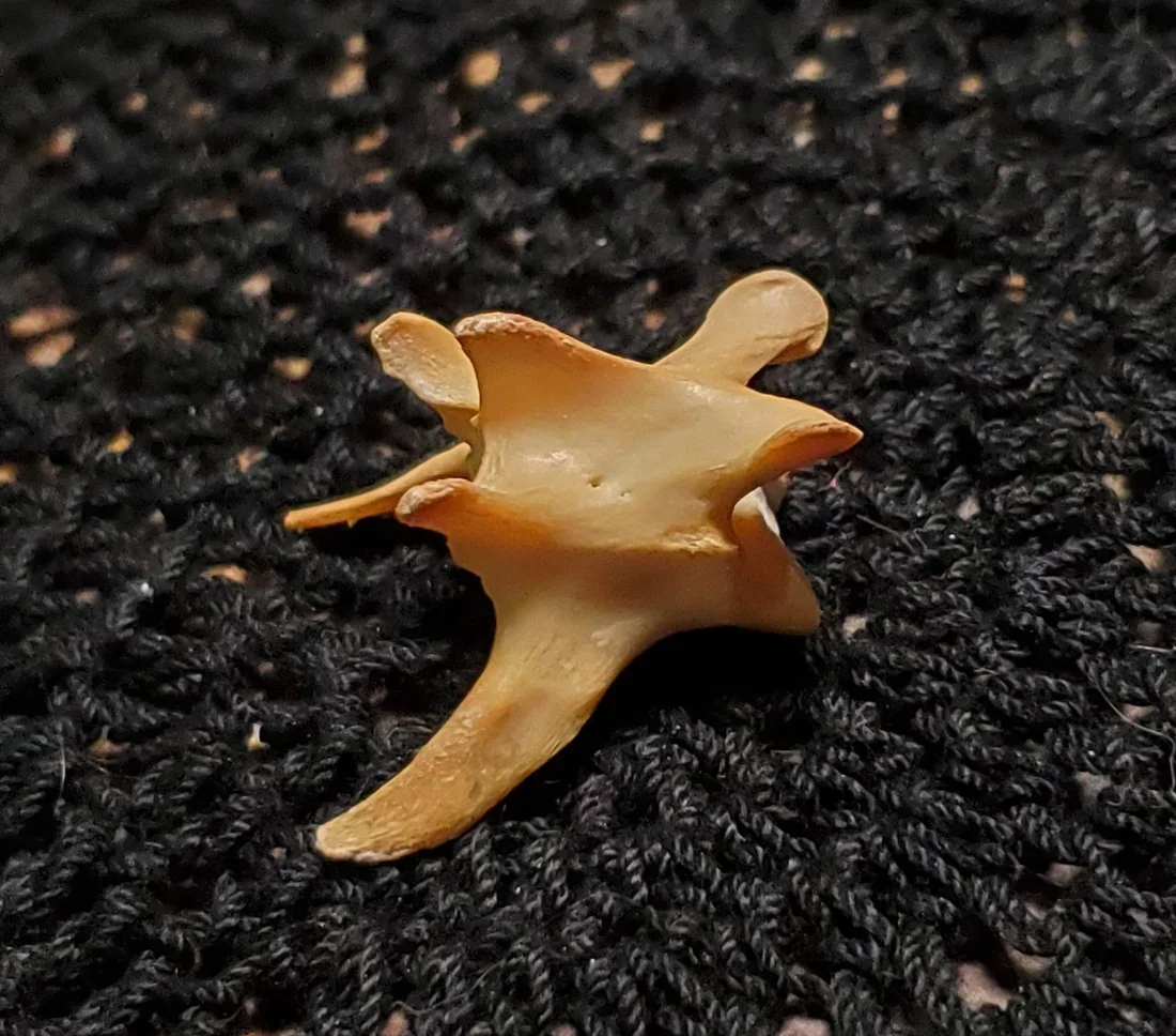 Ethically sourced black cat bones for folk magic, ritual work, protection, luck, reversal, domination, charms, talismans, and traditional spellcraft.