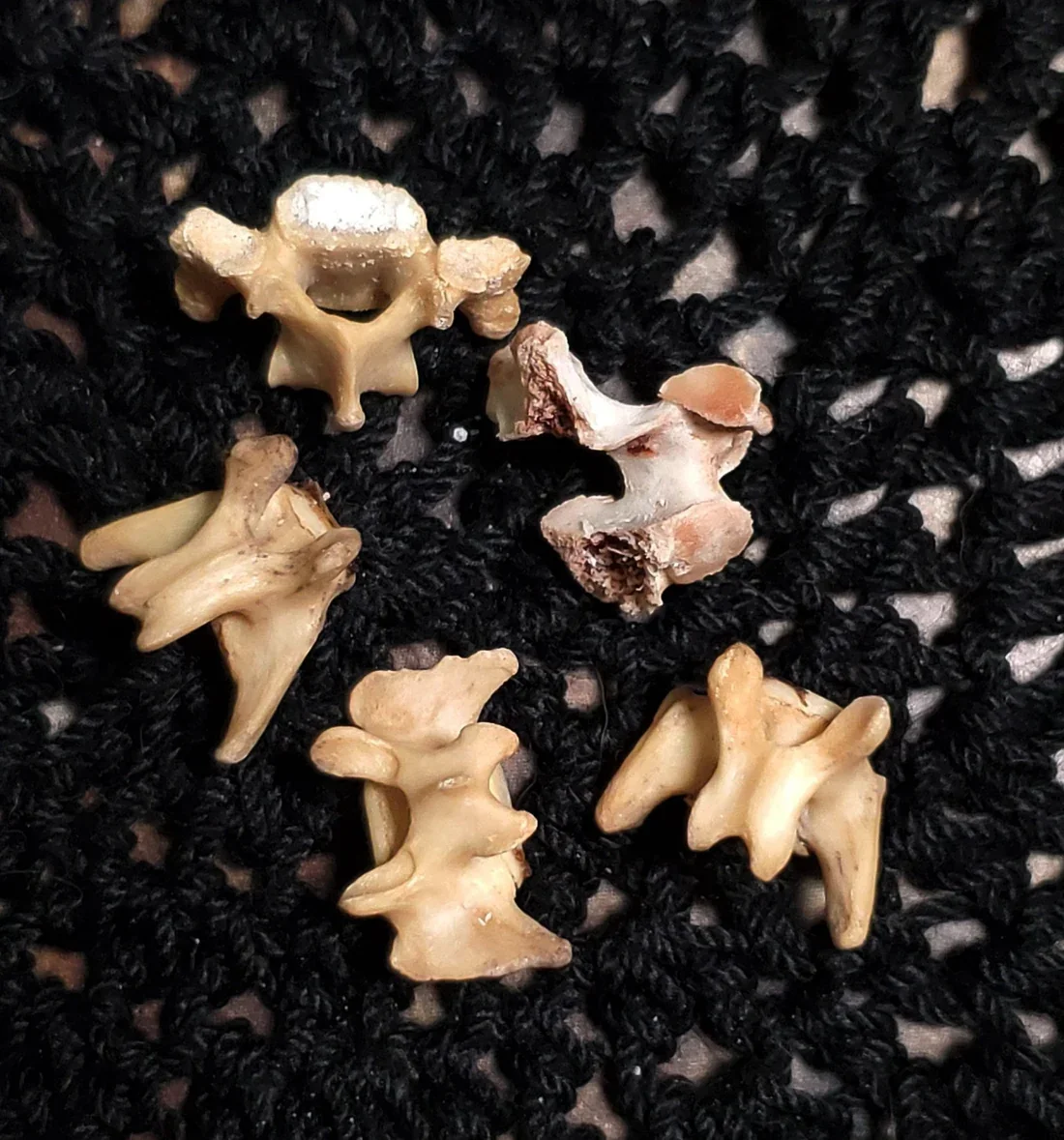 Ethically sourced black cat bones for folk magic, ritual work, protection, luck, reversal, domination, charms, talismans, and traditional spellcraft.