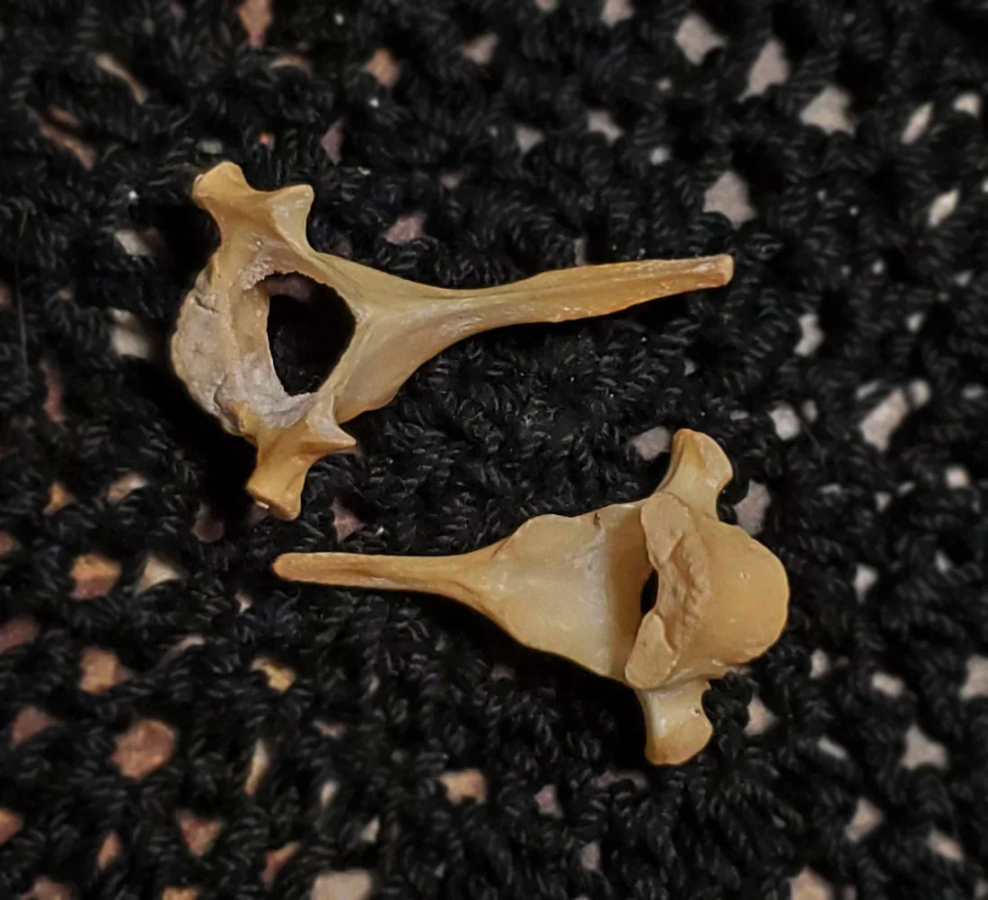 Ethically sourced black cat bones for folk magic, ritual work, protection, luck, reversal, domination, charms, talismans, and traditional spellcraft.