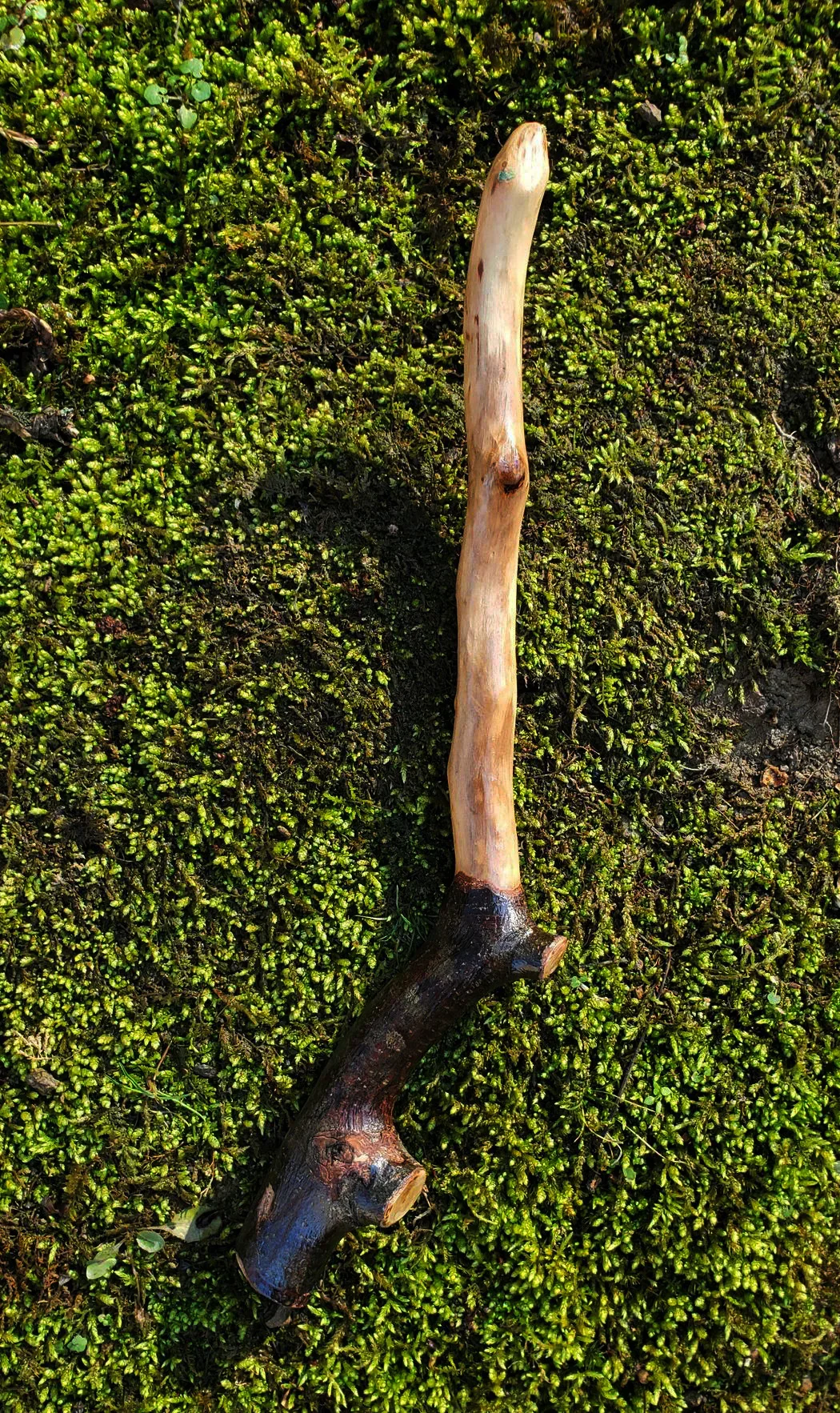Appalachian foraged wood ritual wand with a pale smooth upper body, dark natural forked handle, and pointed tip resting on green moss.