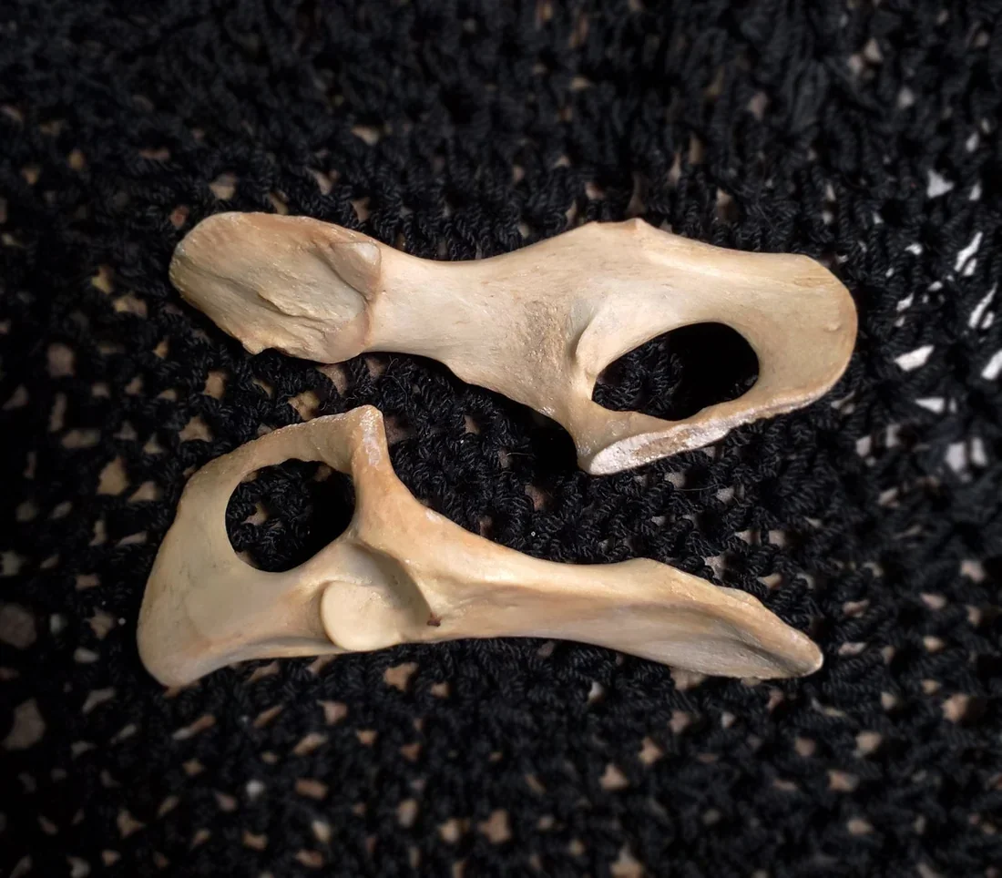 Ethically sourced black cat bones for folk magic, ritual work, protection, luck, reversal, domination, charms, talismans, and traditional spellcraft.