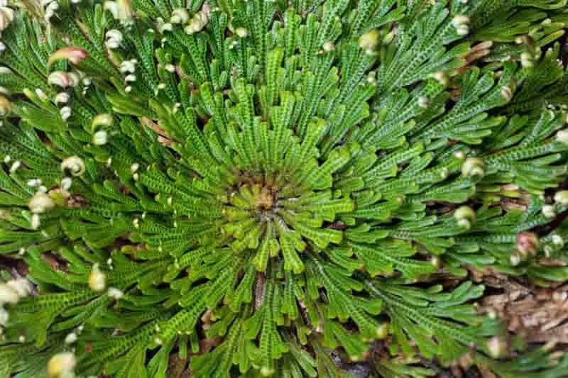Rose of Jericho resurrection plant for prosperity, renewal, protection, road opening, spiritual cleansing, home blessing, and reviving stagnant energy.