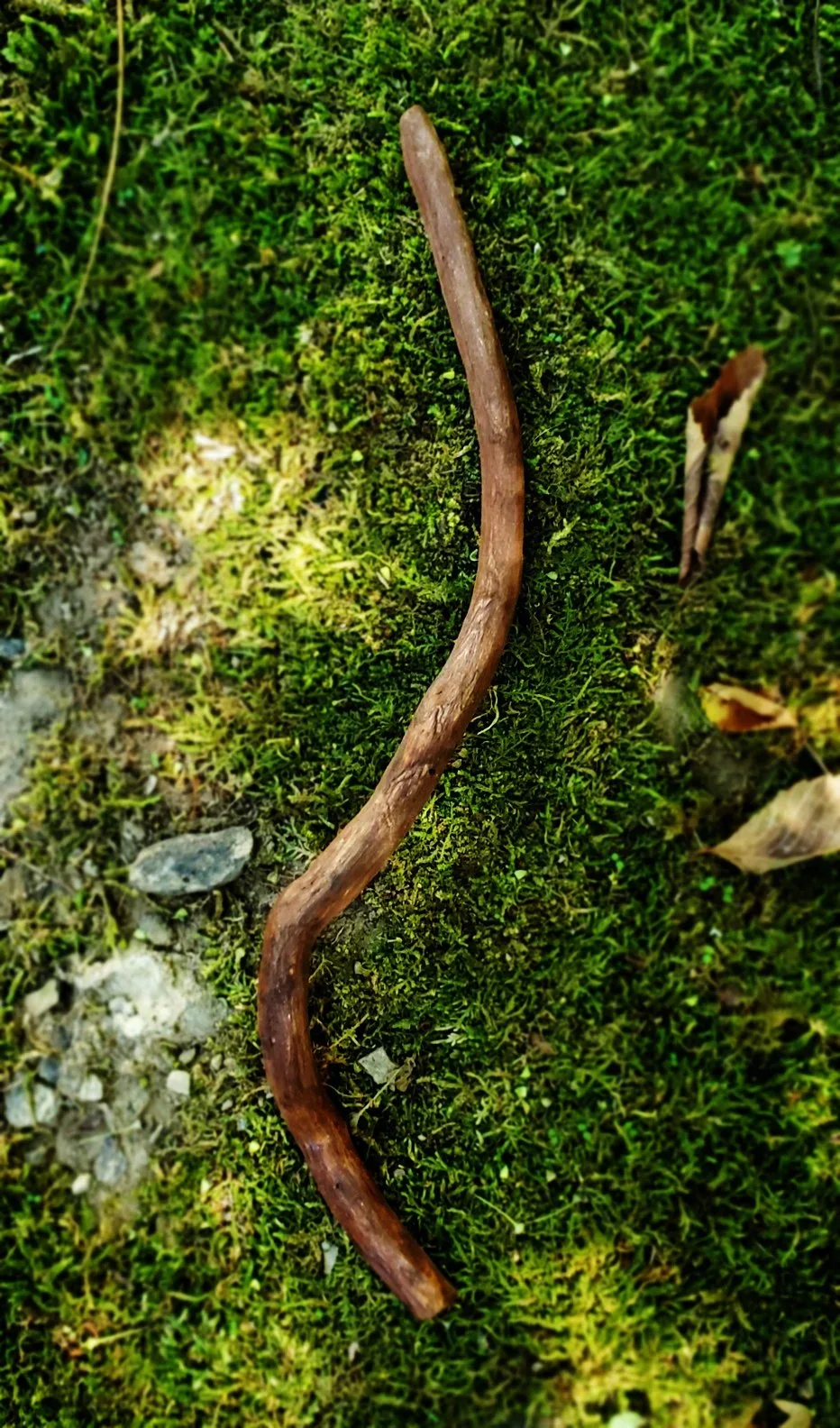 slender curved Appalachian foraged wood ritual wand resting on green moss.