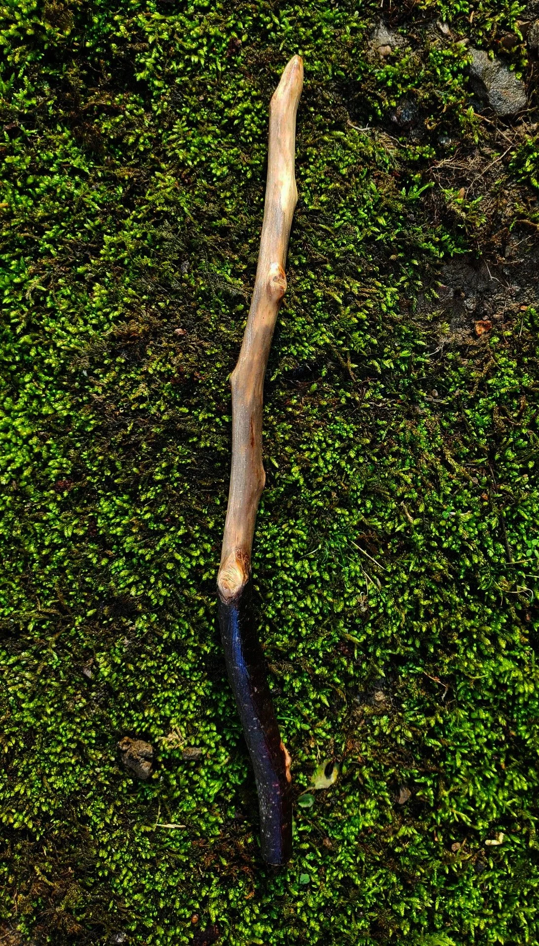 Appalachian foraged wood spell wand with a dark curved handle, pale hand-sanded body, and pointed tip resting on green moss.