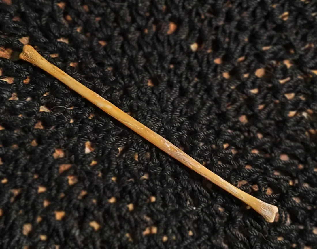 Ethically sourced black cat bones for folk magic, ritual work, protection, luck, reversal, domination, charms, talismans, and traditional spellcraft.