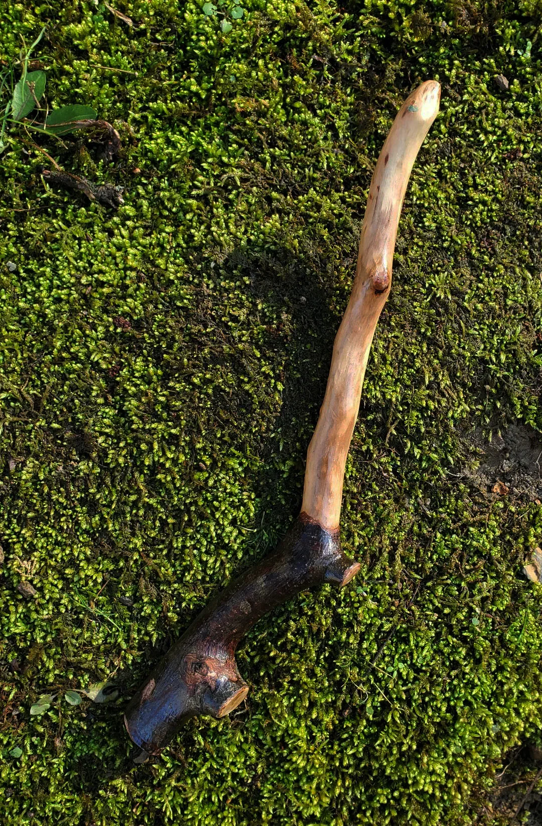 Appalachian foraged wood ritual wand with a pale smooth upper body, dark natural forked handle, and pointed tip resting on green moss.
