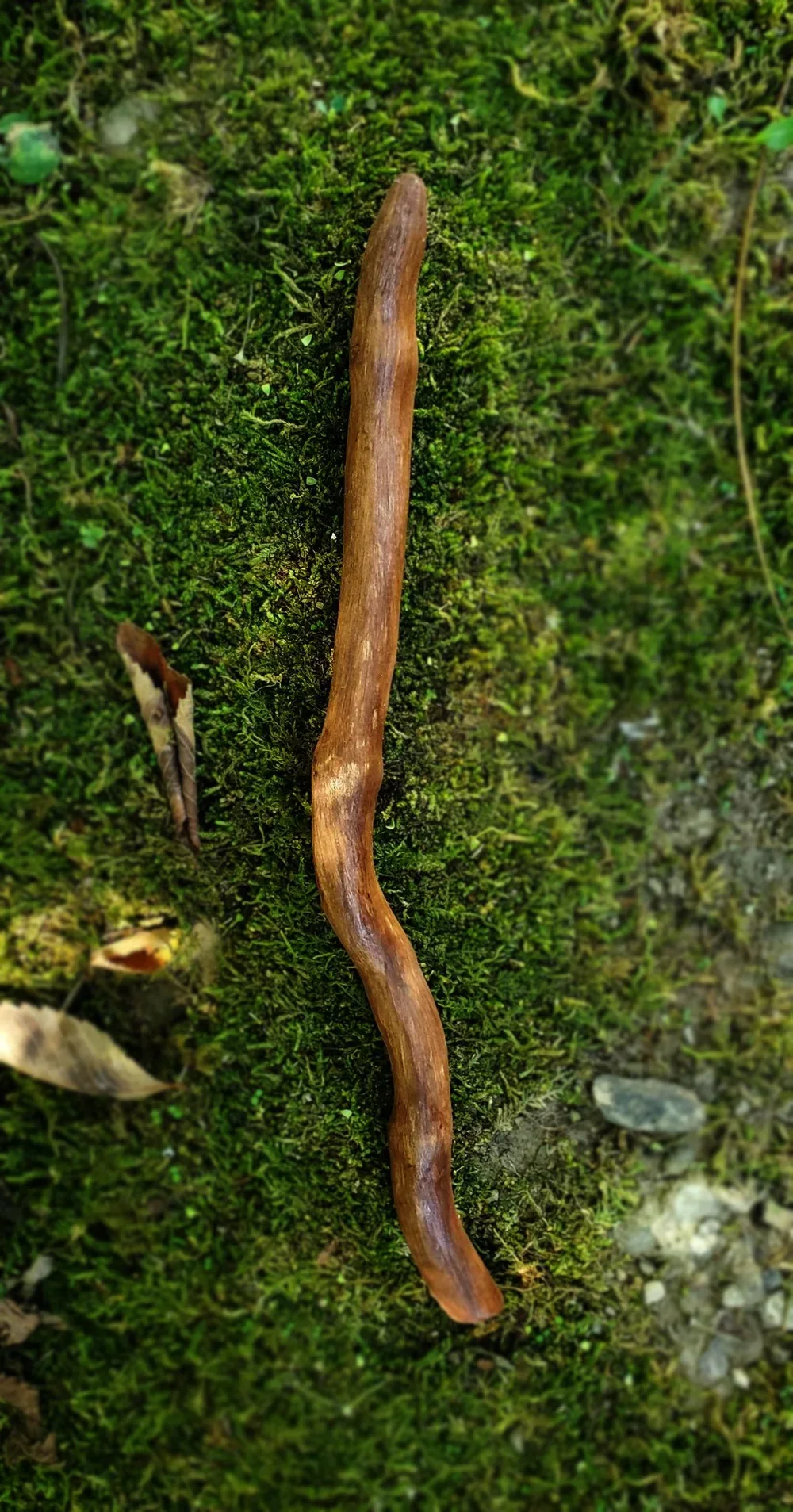 Wildwood Holler Wand #4 | Appalachian Foraged Wood Ritual Wand