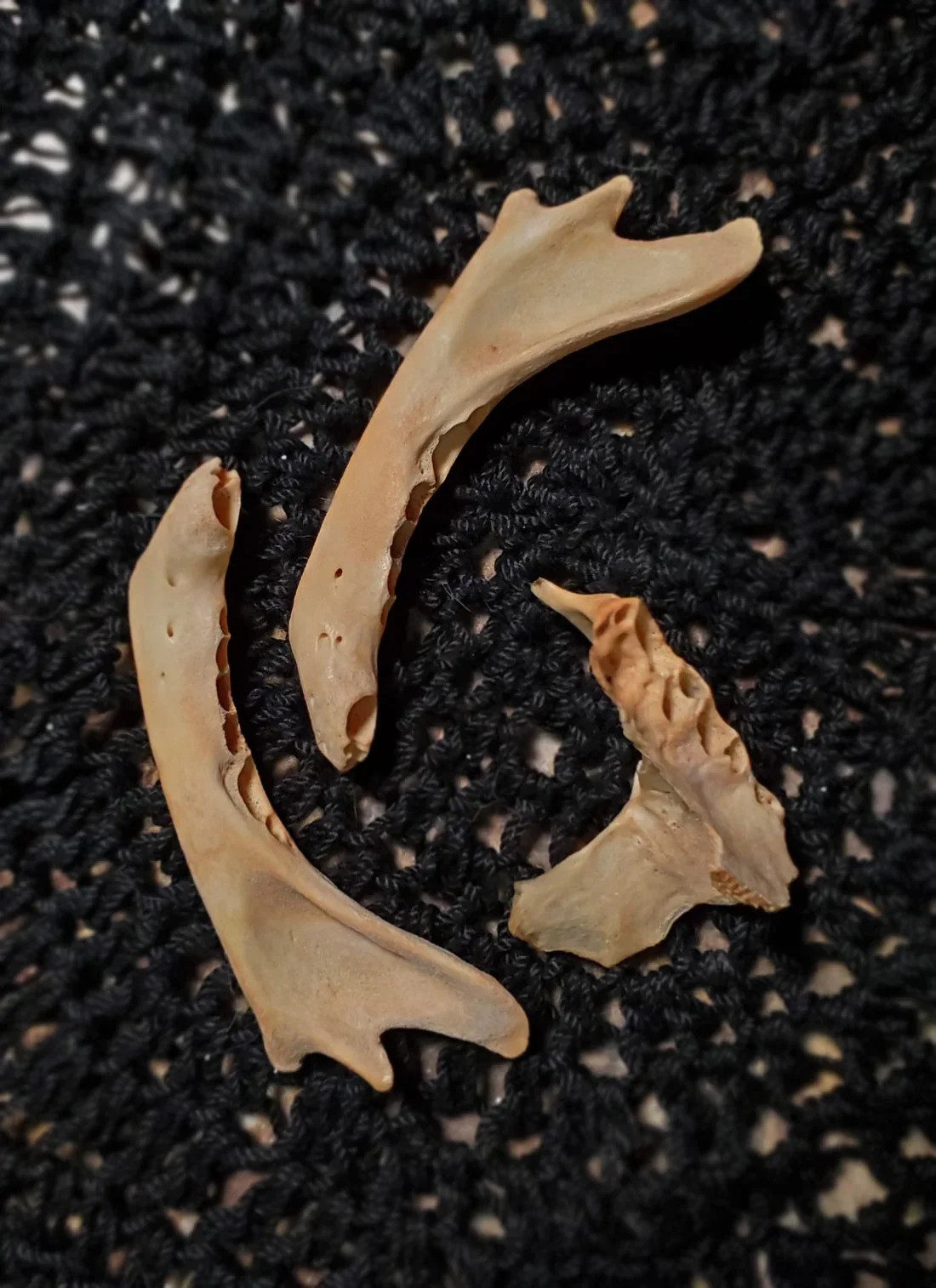 Ethically sourced black cat bones for folk magic, ritual work, protection, luck, reversal, domination, charms, talismans, and traditional spellcraft.