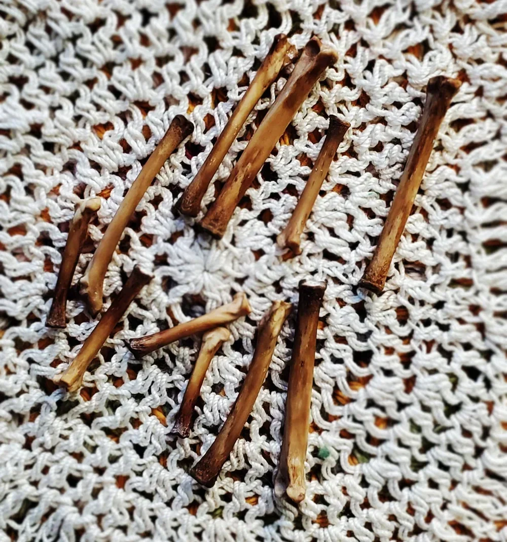 Ethically sourced black cat bones for folk magic, ritual work, protection, luck, reversal, domination, charms, talismans, and traditional spellcraft.