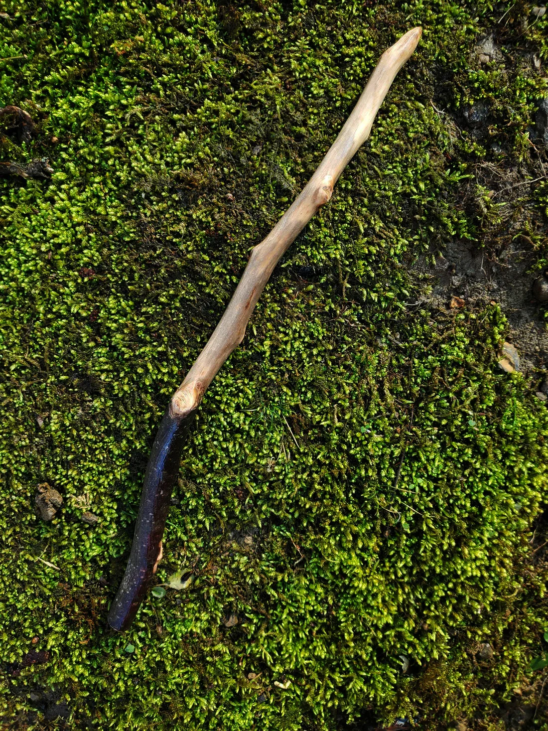 Appalachian foraged wood spell wand with a dark curved handle, pale hand-sanded body, and pointed tip resting on green moss.