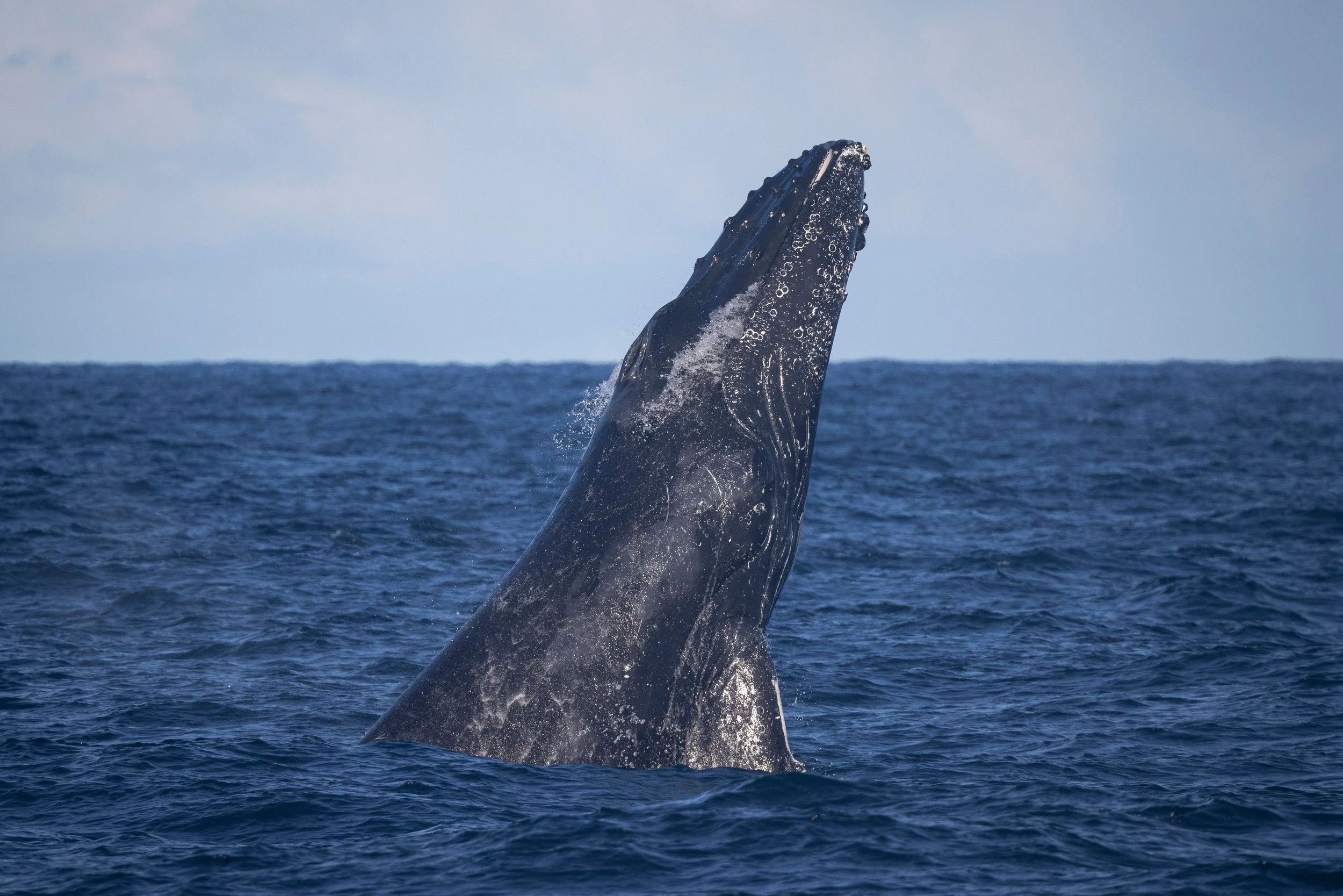 Whales Return to Cabo: Calm Seas, Big Catches, and a Perfect Start to the Season
