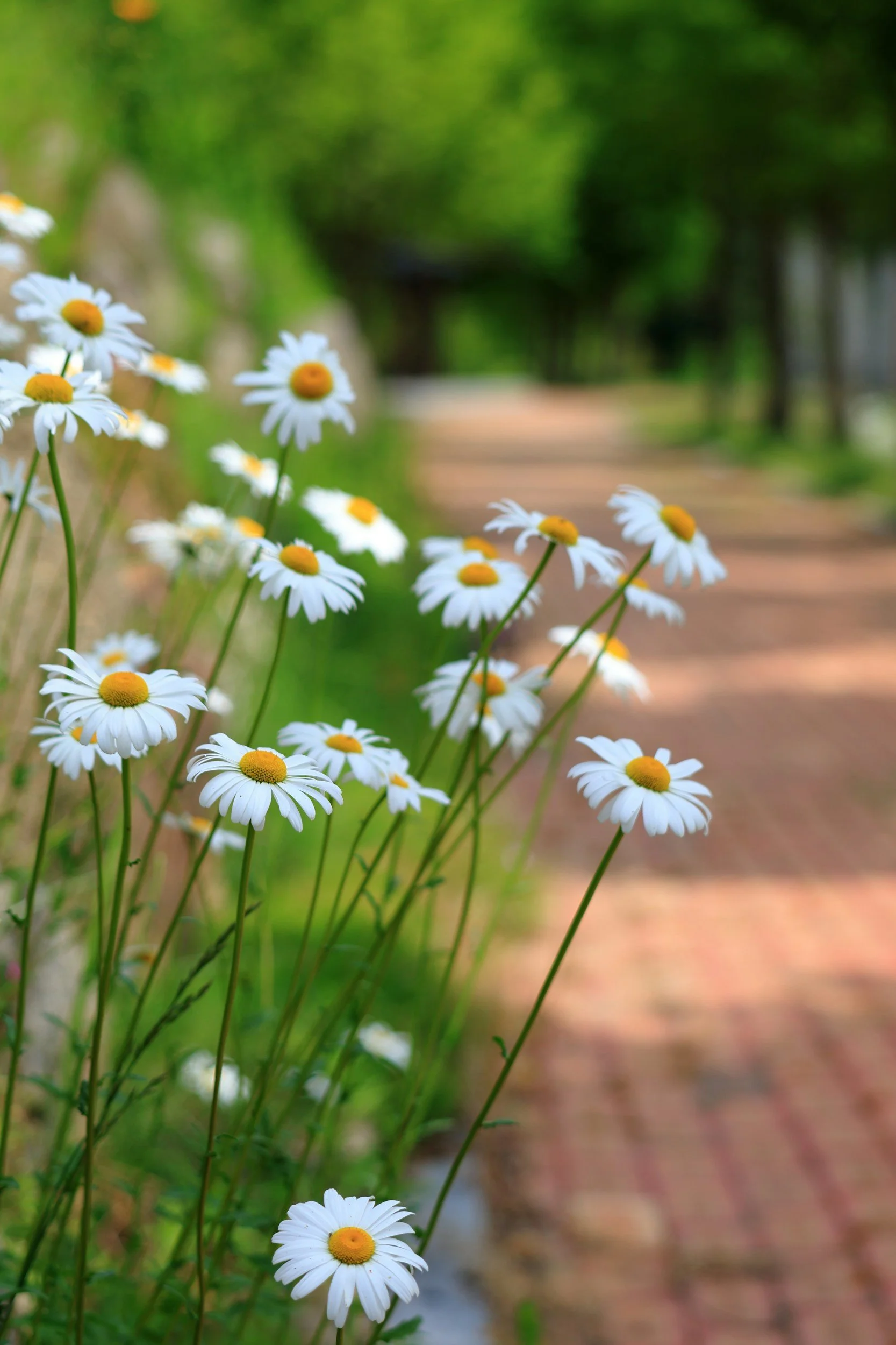 Neighborly Mindful Mosey with Cambridge Public Library -O’Connell Branch