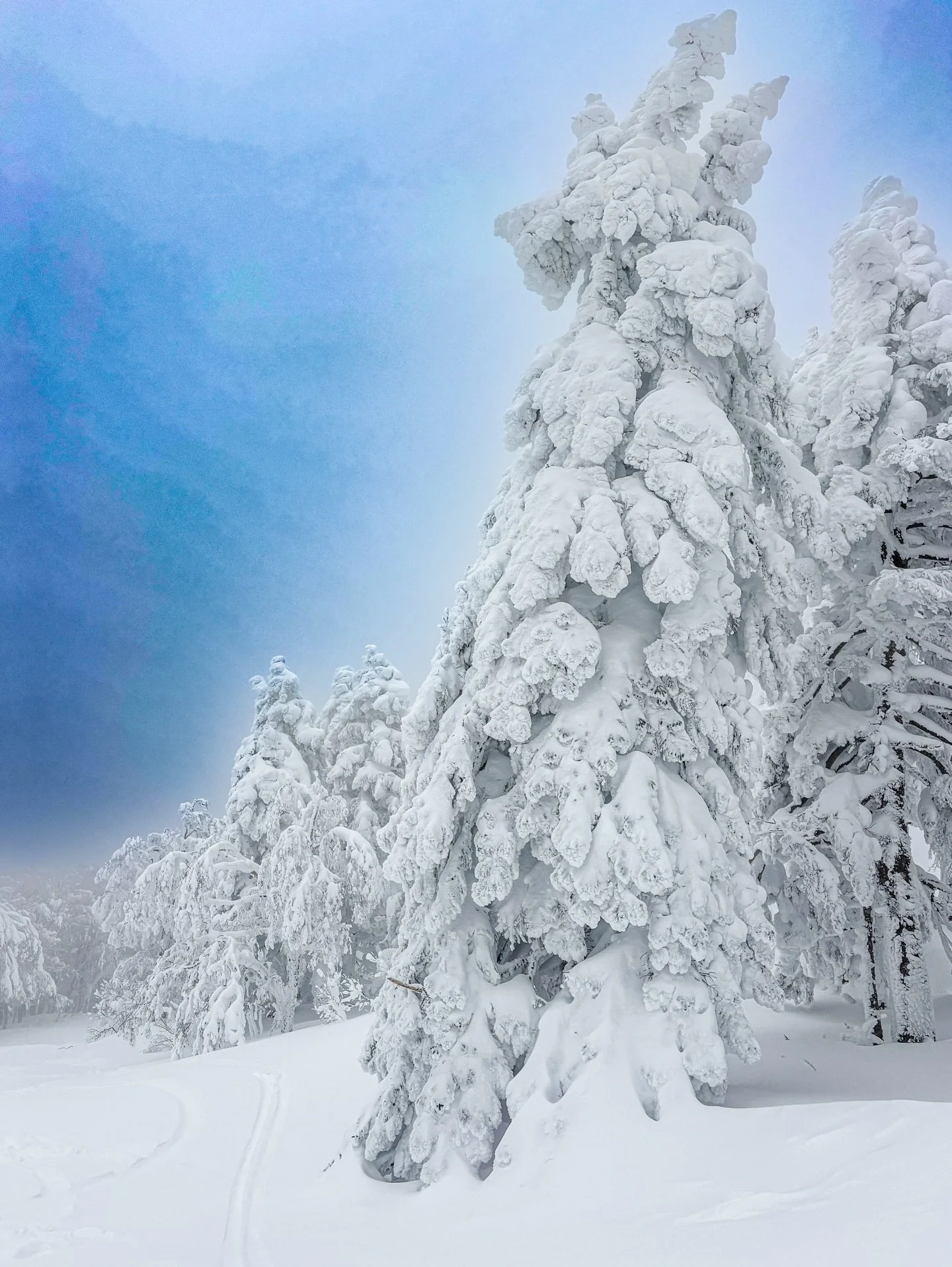 That one time I chased snow monsters in 🇯🇵 Japan. Whiteouts just made it a more interesting chase 🤣🫶🏽⛷️

Snow Monsters &mdash; Zao&rsquo;s Juhyō.

What do you see?
Trees encased in snow?
Or mystical creatures watching you ski by?

The harsh cold