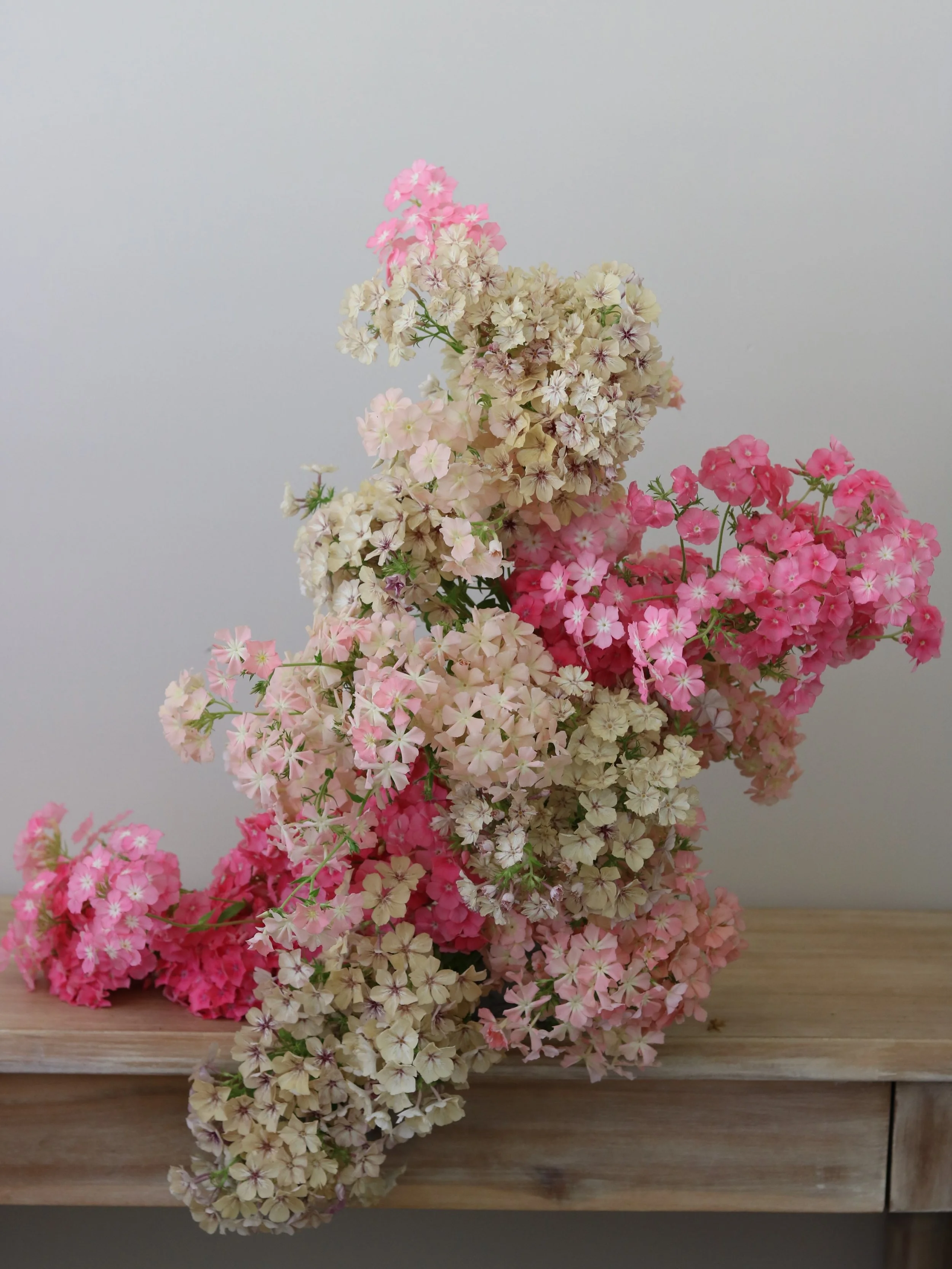 The phlox worship continues. 

&lsquo;Cr&egrave;me Br&ucirc;l&eacute;e&rsquo; x &rsquo;Phlox of Sheep&rsquo; from @selectseeds