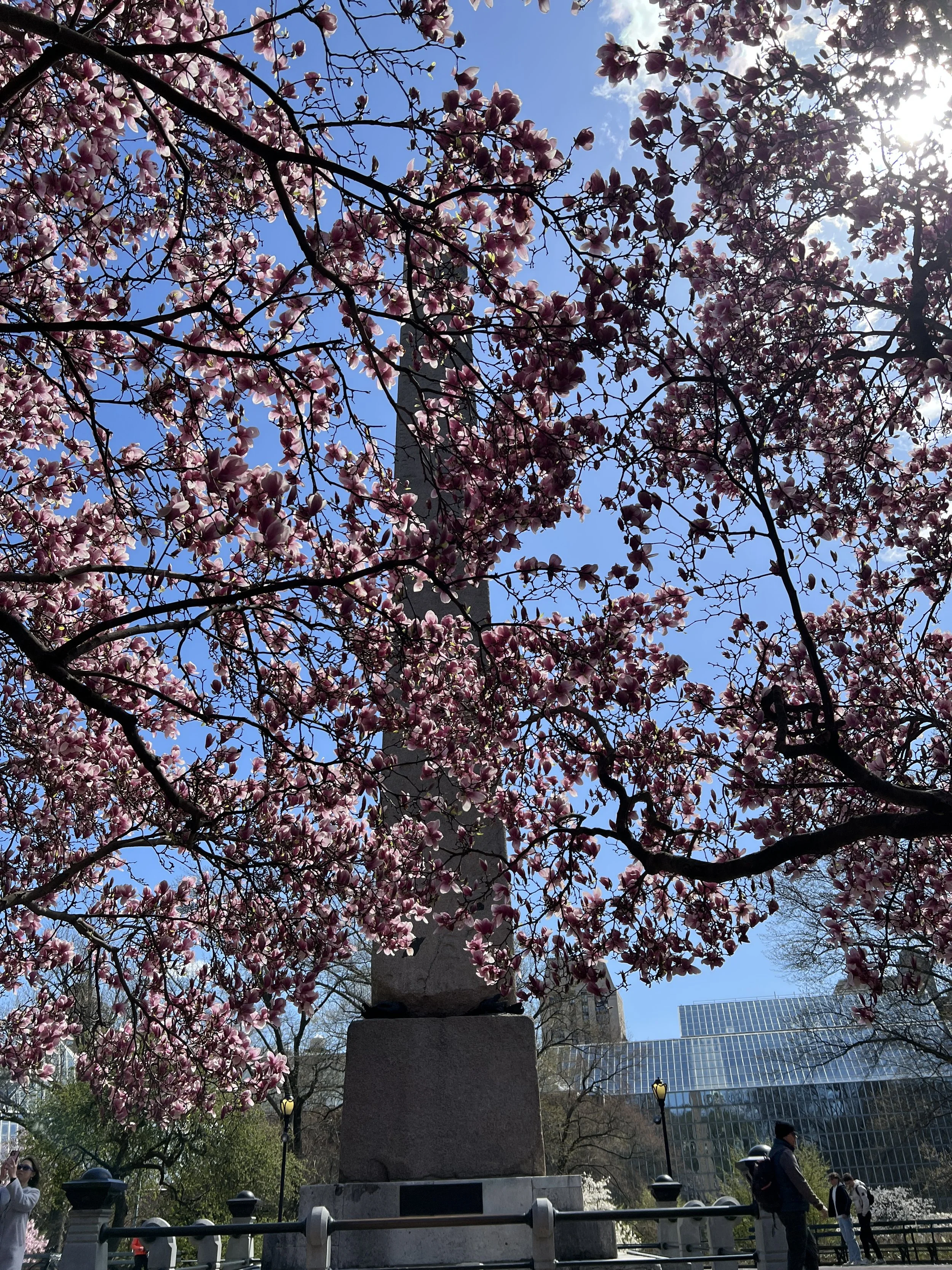 Cherry blossom tree in full bloom with pink flowers, a monument at the base, people walking in a park, modern glass buildings and a clear blue sky in the background.