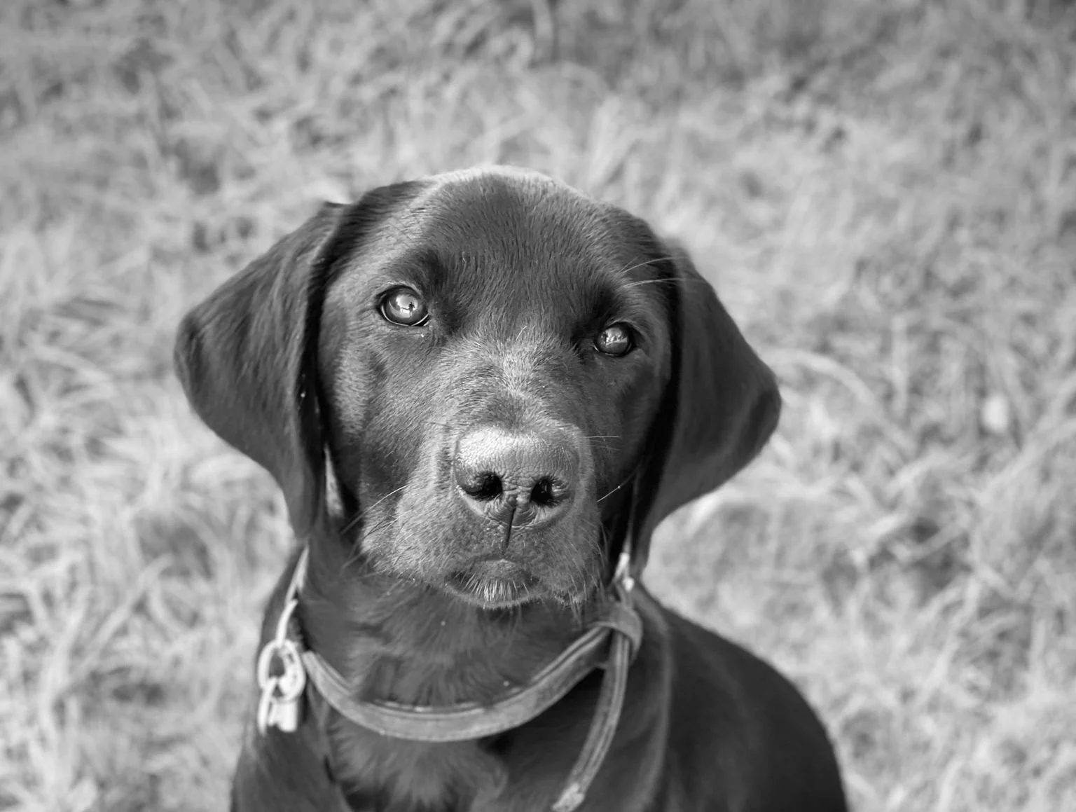 Maple and Me: The immeasurable power of a Walk and Talk for young people with SEND.