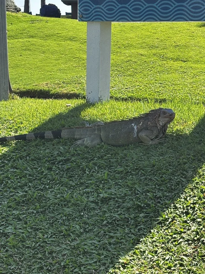 CR- Lizards all over.JPG