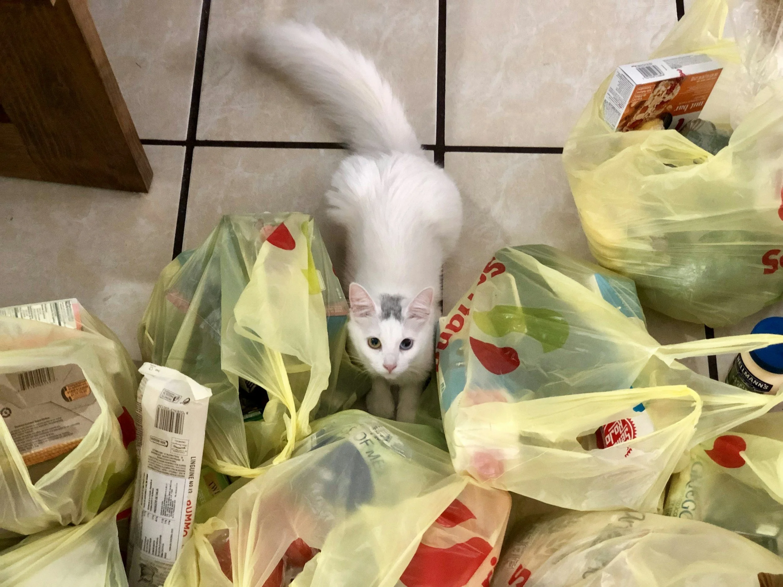 vetalesia-boutique-en-ligne