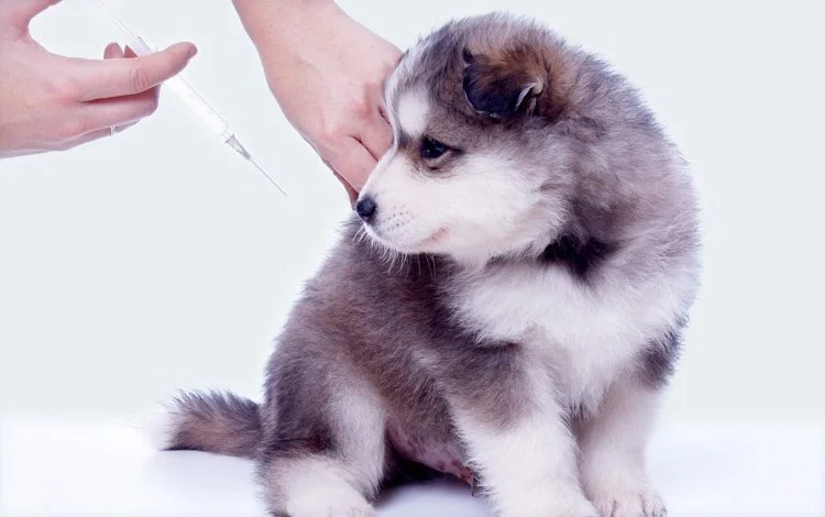 Service consultation vaccinale animaux