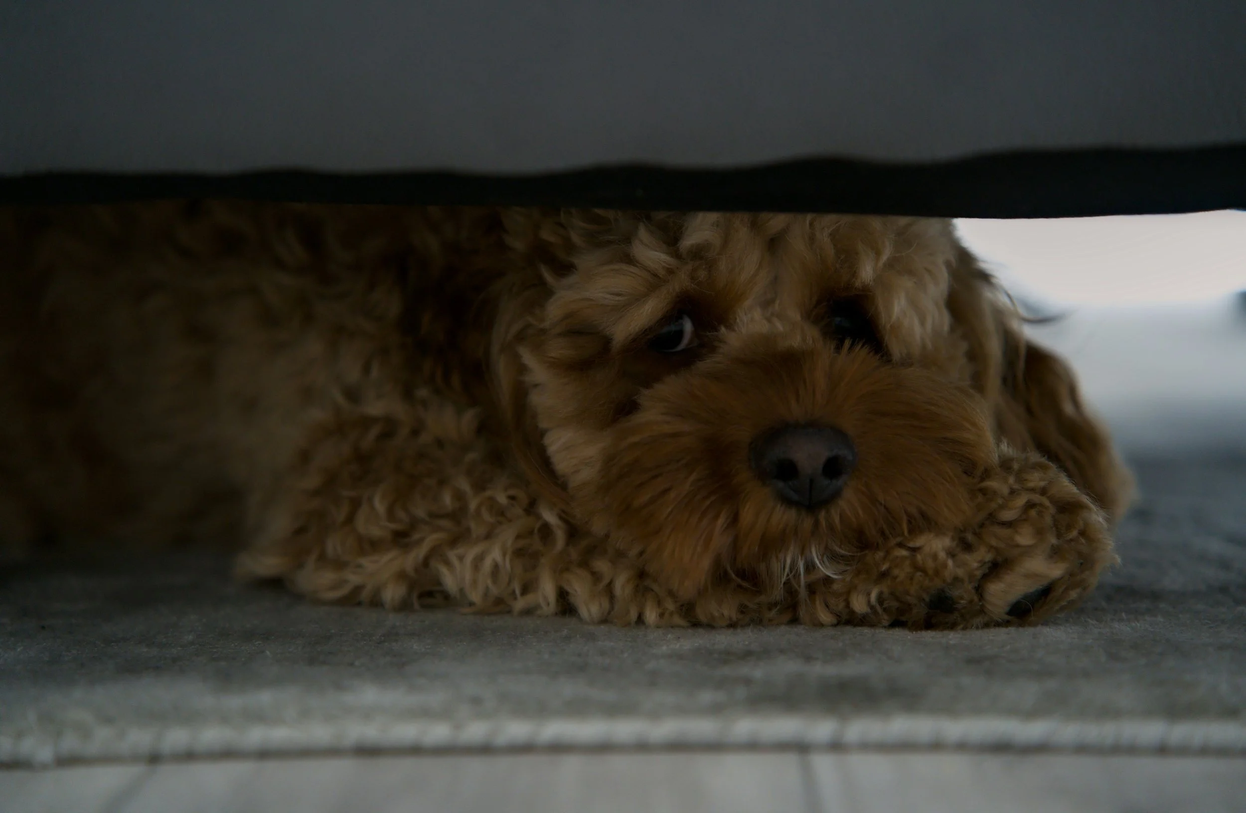 Dog Fireworks Anxiety: How to Help Your Dog Feel Calmer This Fourth of July