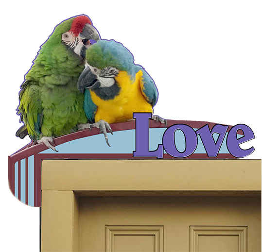 parrots.png