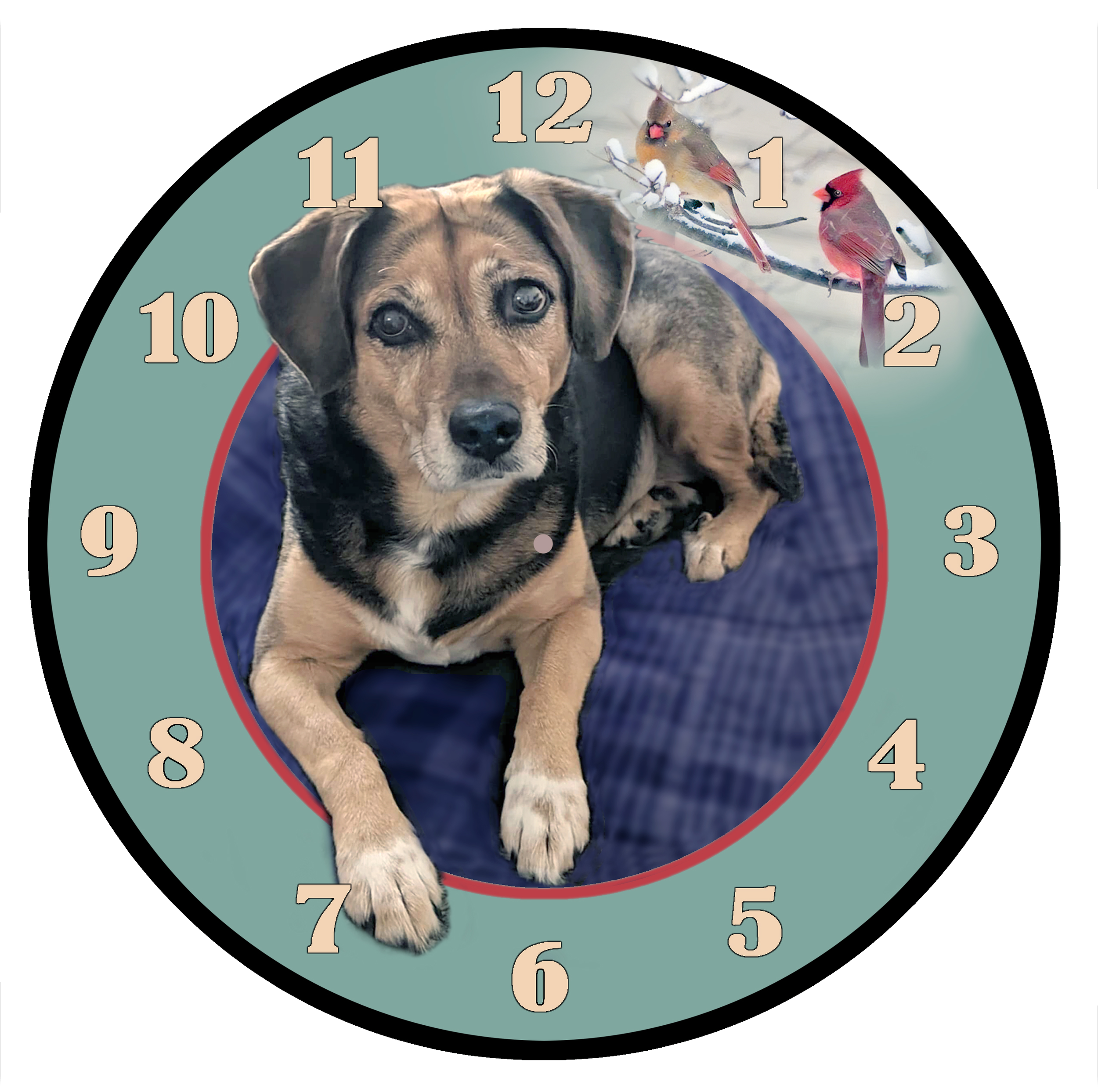 Luna Angies dog6.png