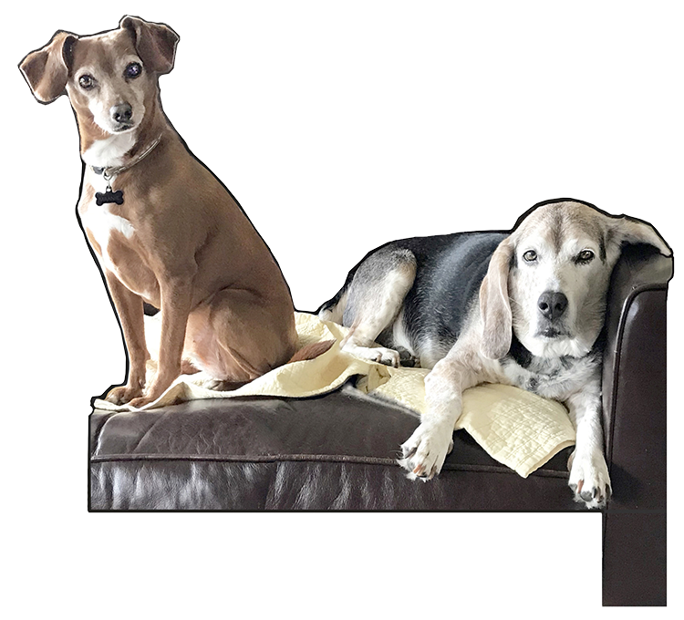 Kates pups.png