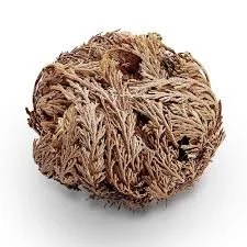 rose of jericho closed dry.jpg
