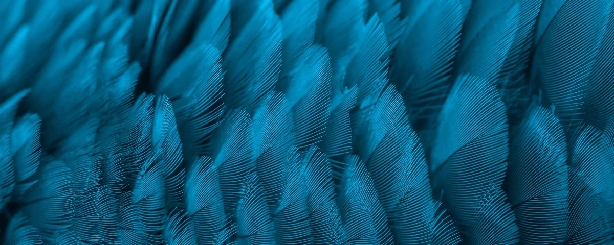 Background of blue feathers