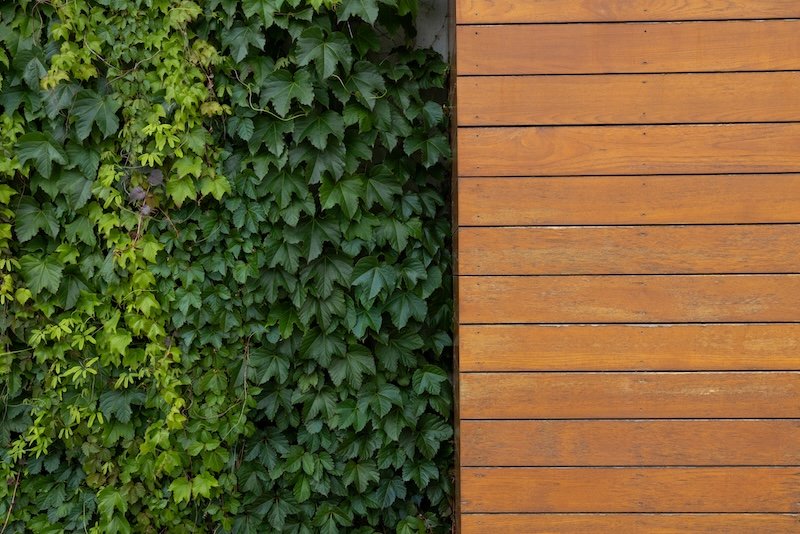 Leafy Plant and Scandinavian Wood Exterior Wall