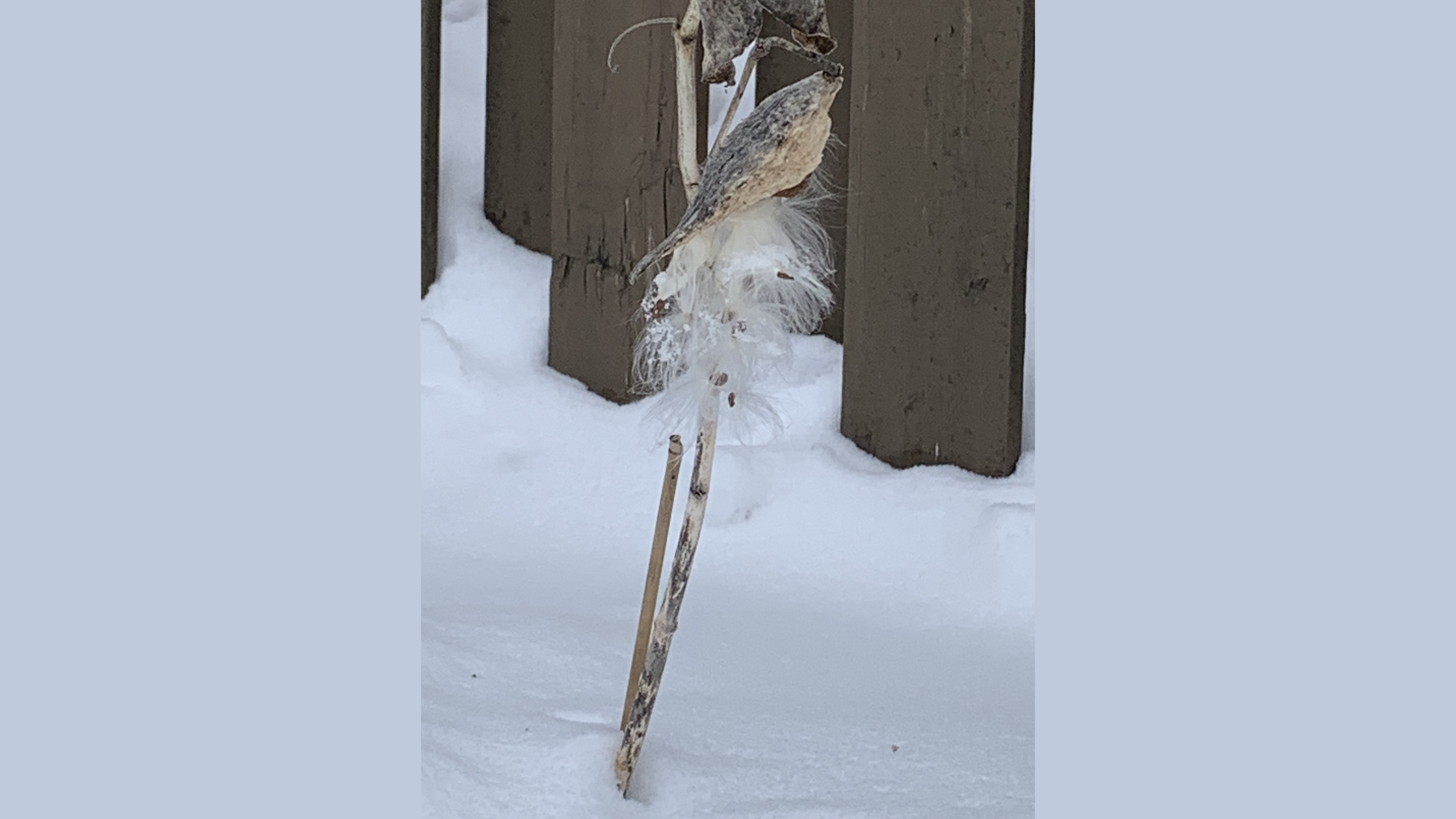 banner Milkweed Photo.png