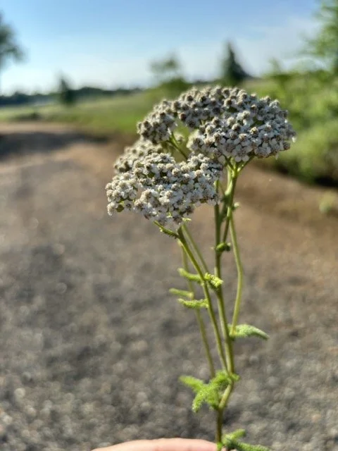 IMG_8491 Medium.jpeg