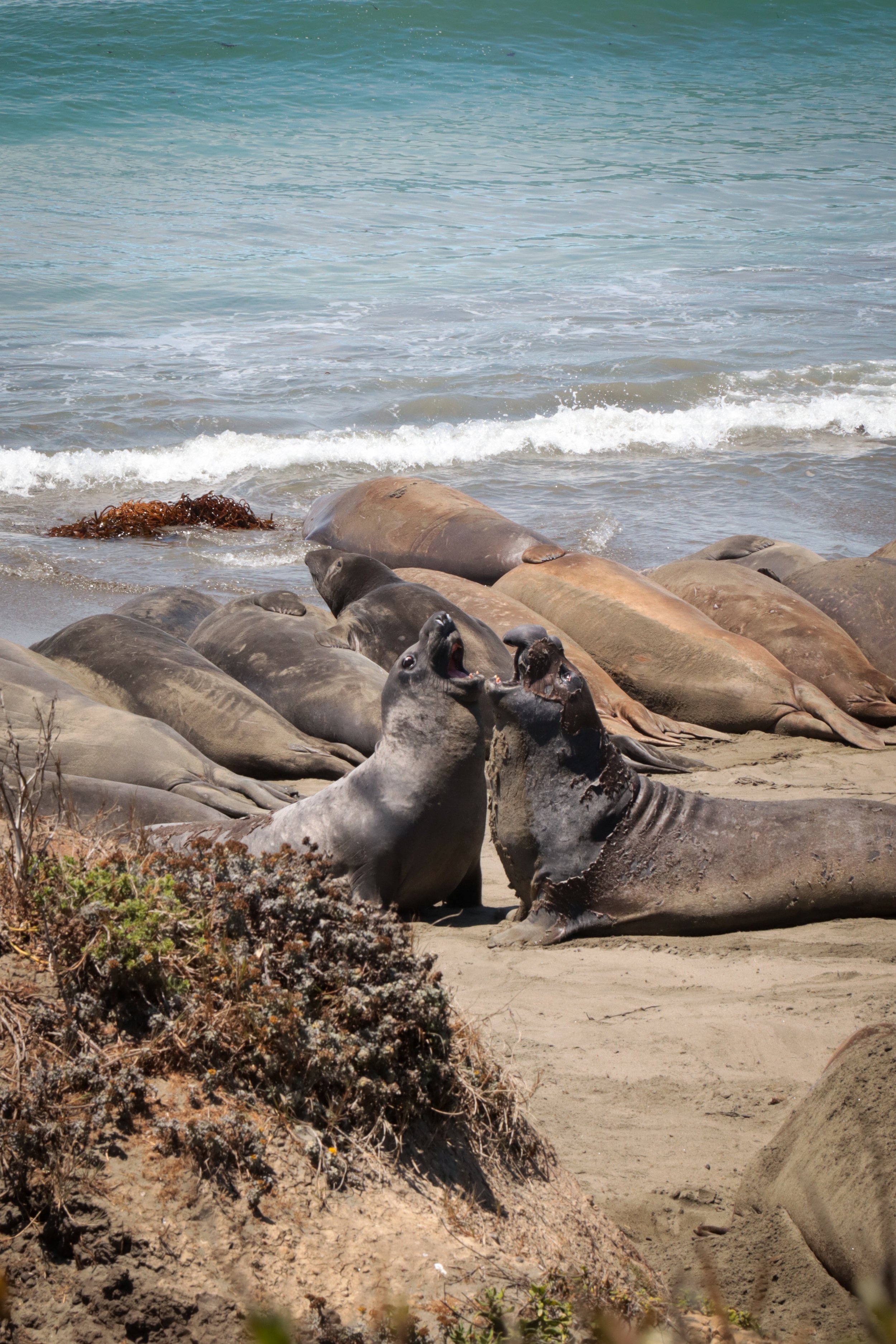 Elephant_Seals_46.jpg