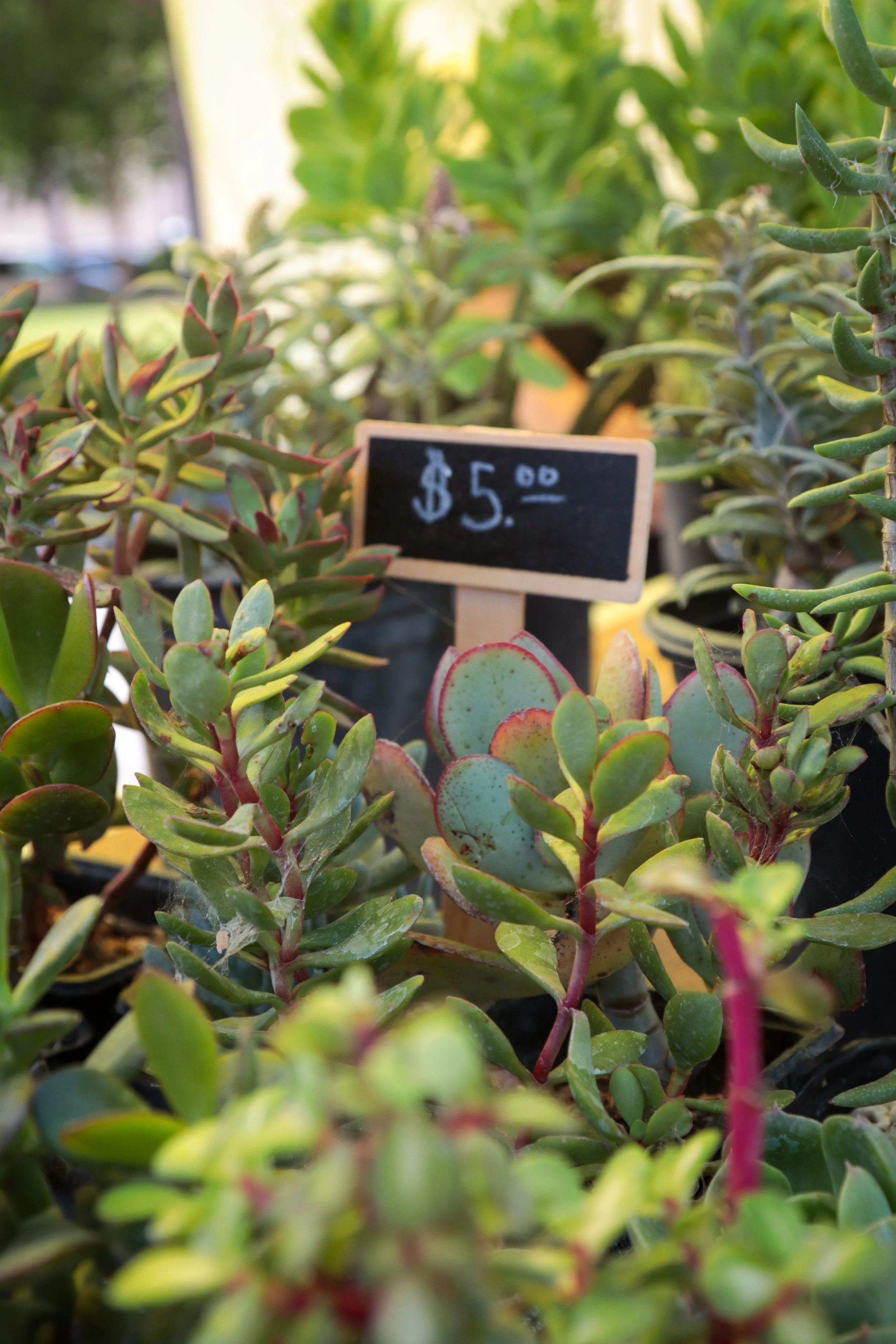 Farmers_Market_Paso_04.jpg