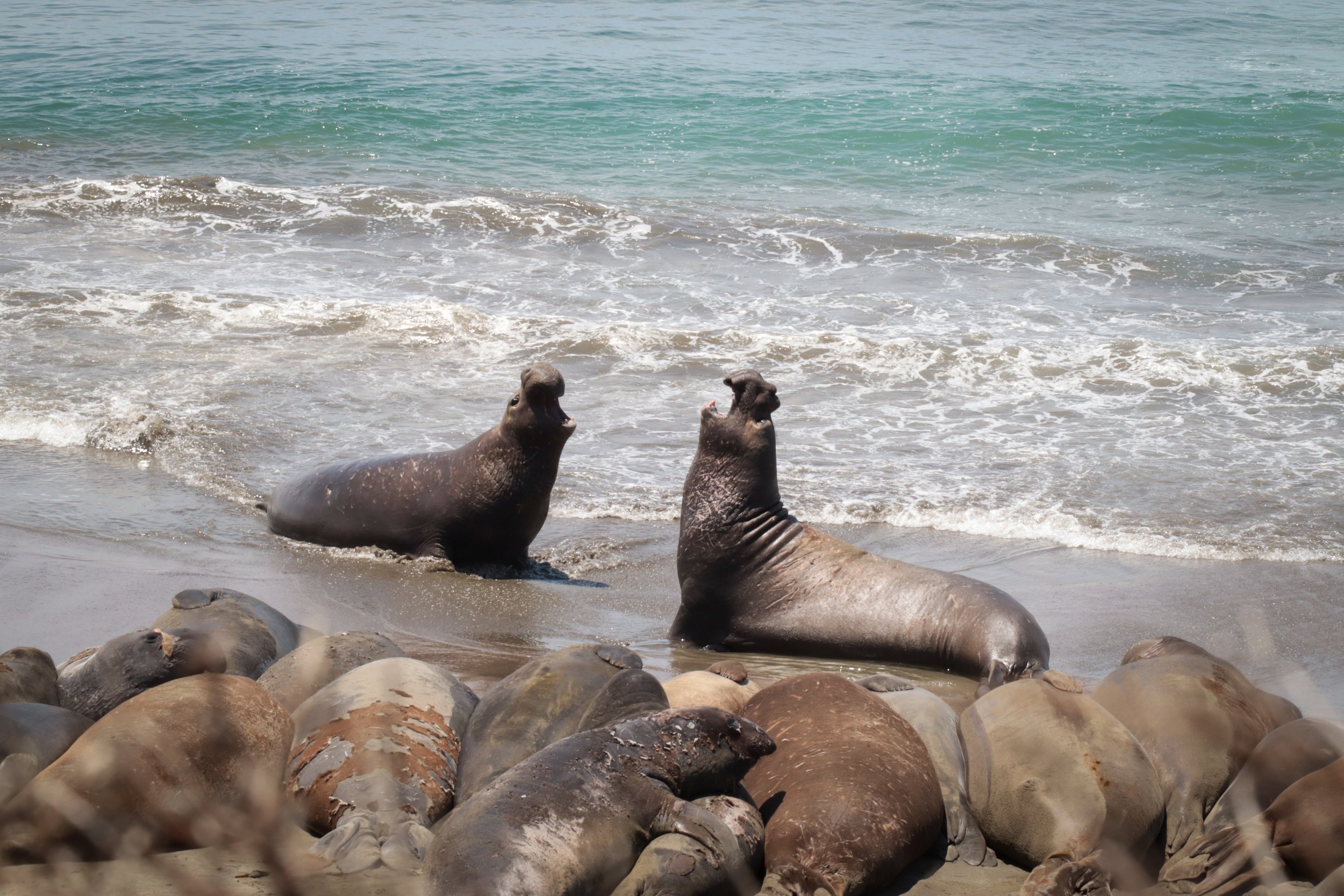 Elephant_Seals_56.jpg
