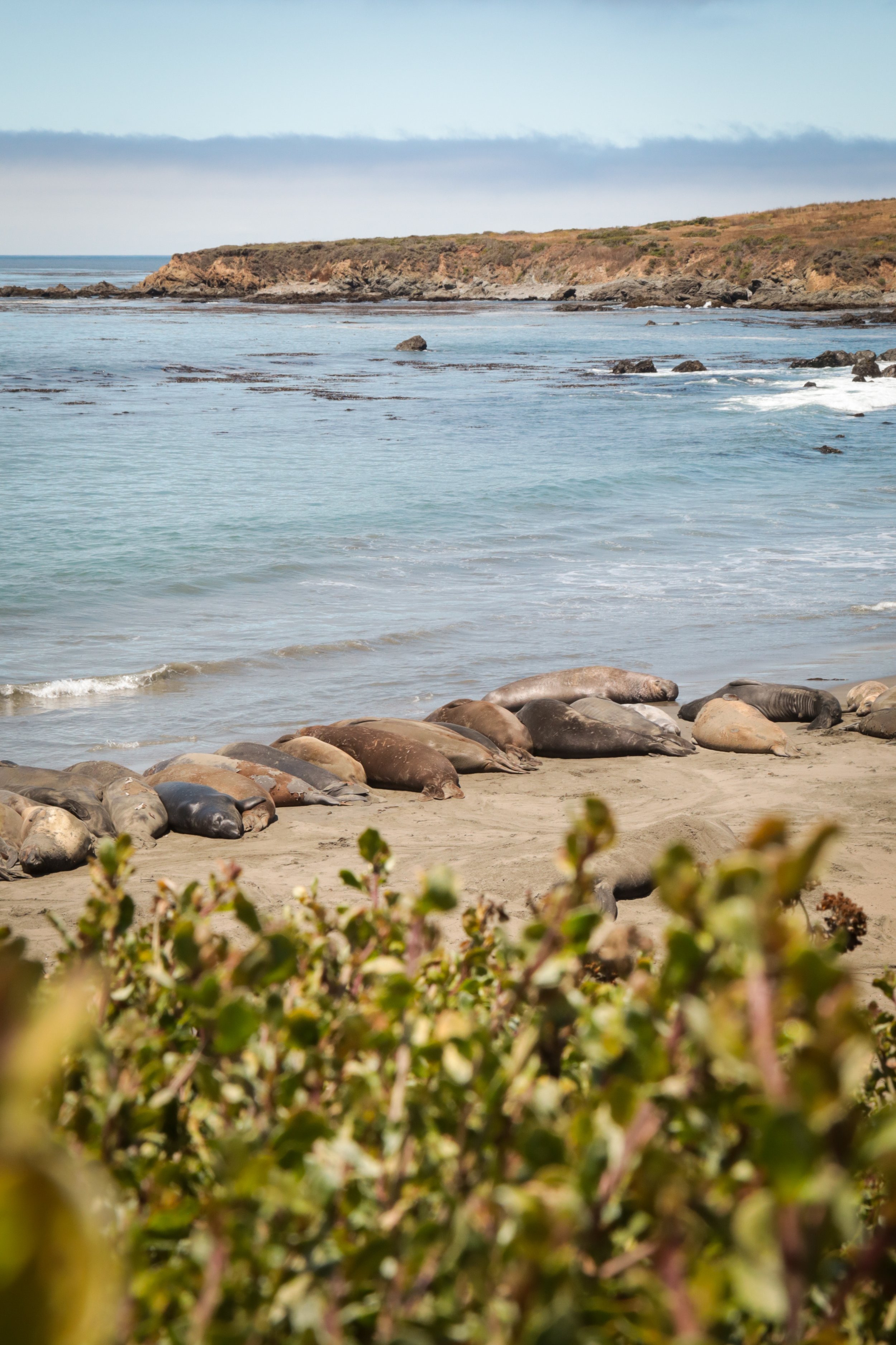 Elephant_Seals_43.jpg