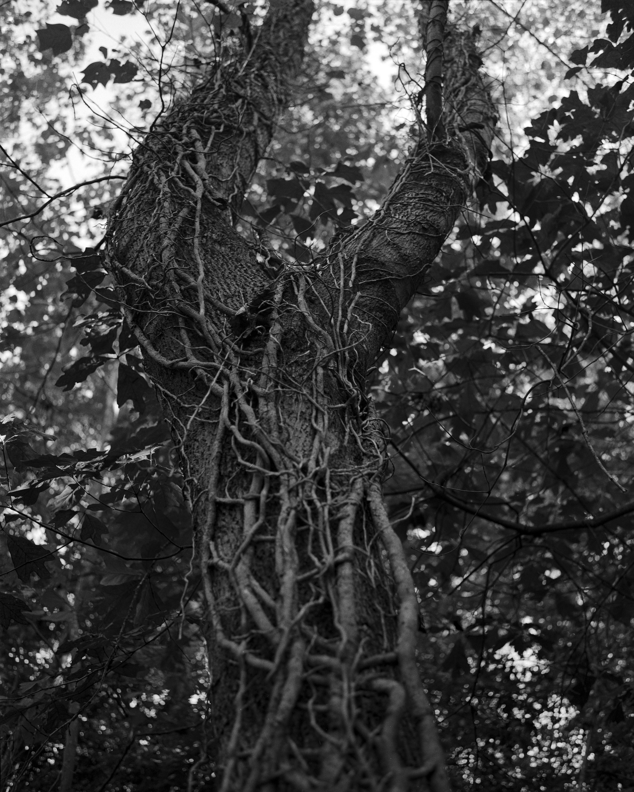 vines.jpg