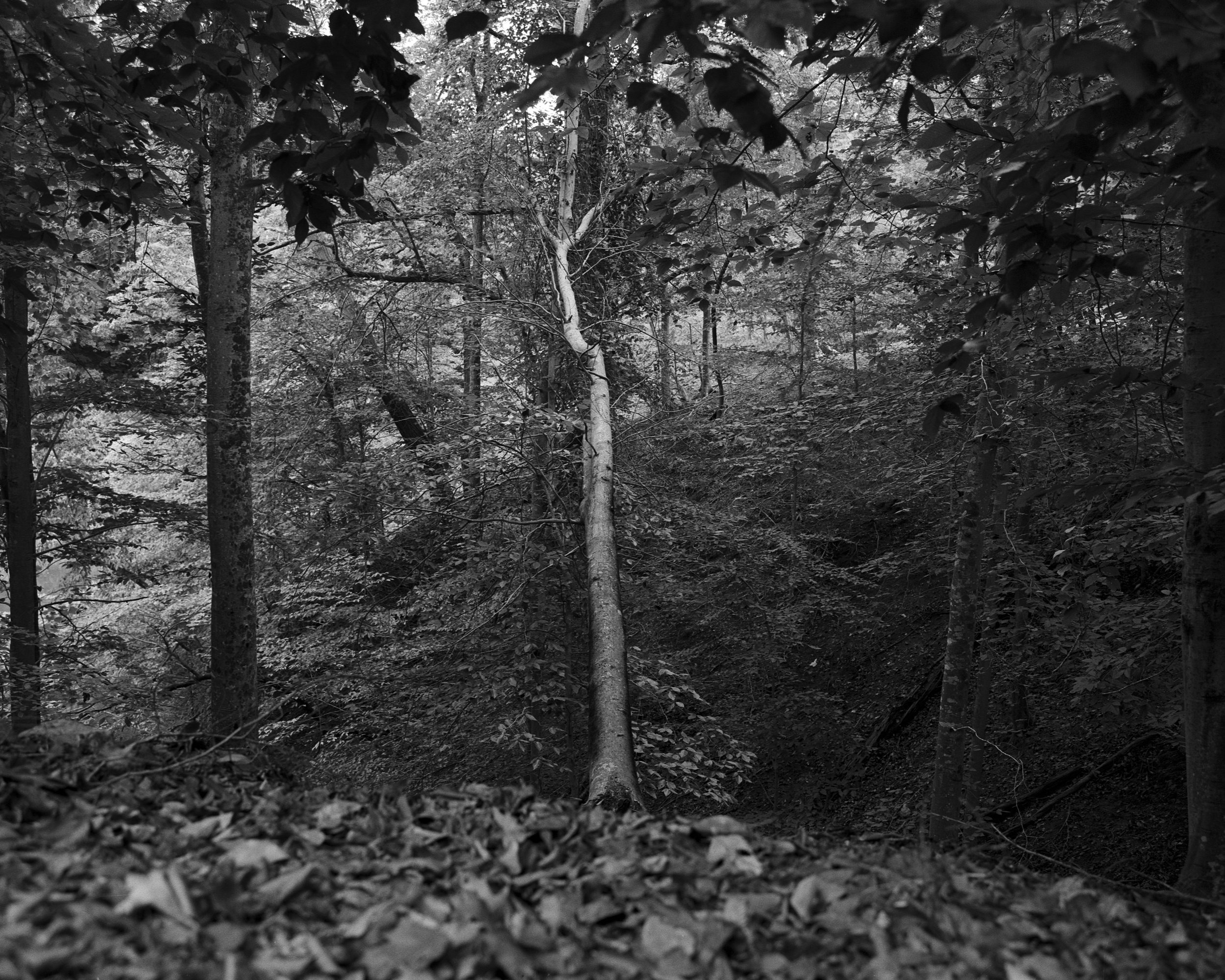 fallen tree.jpg