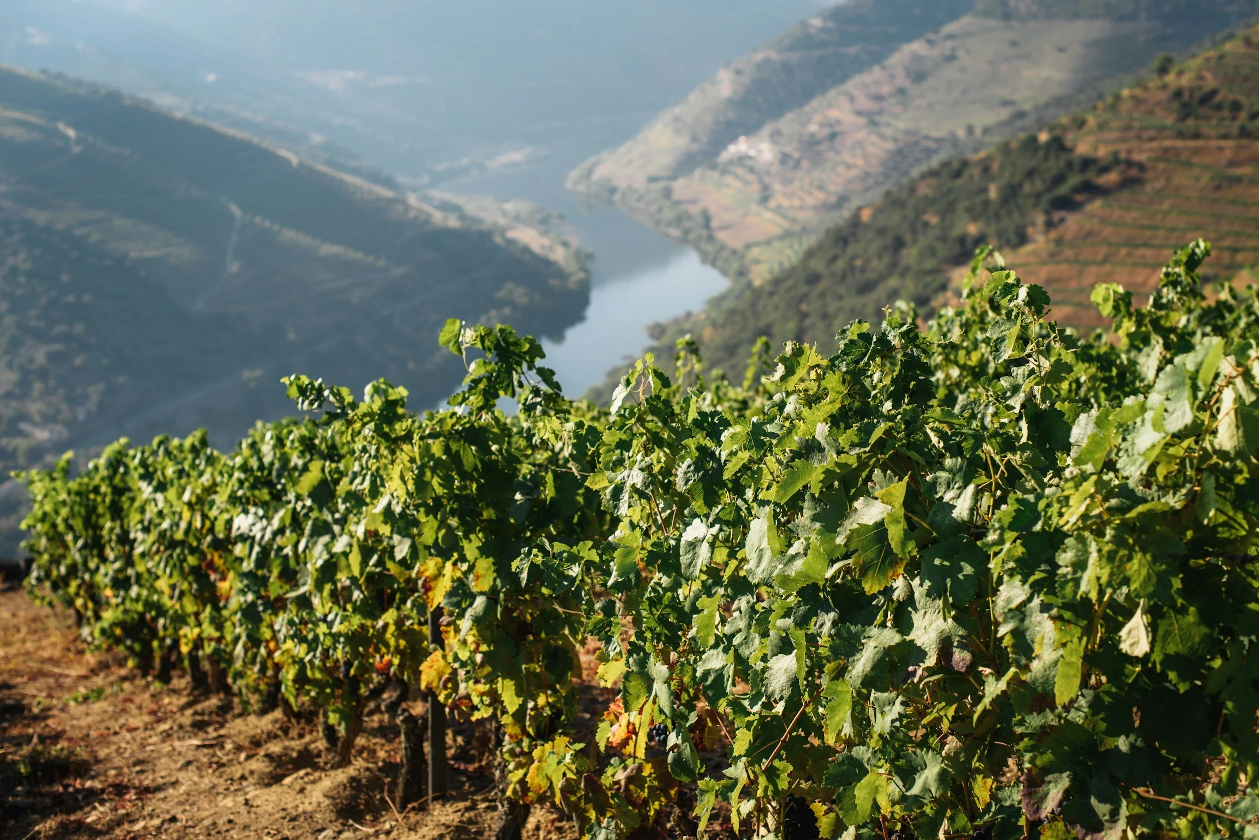 douro portugal wine region