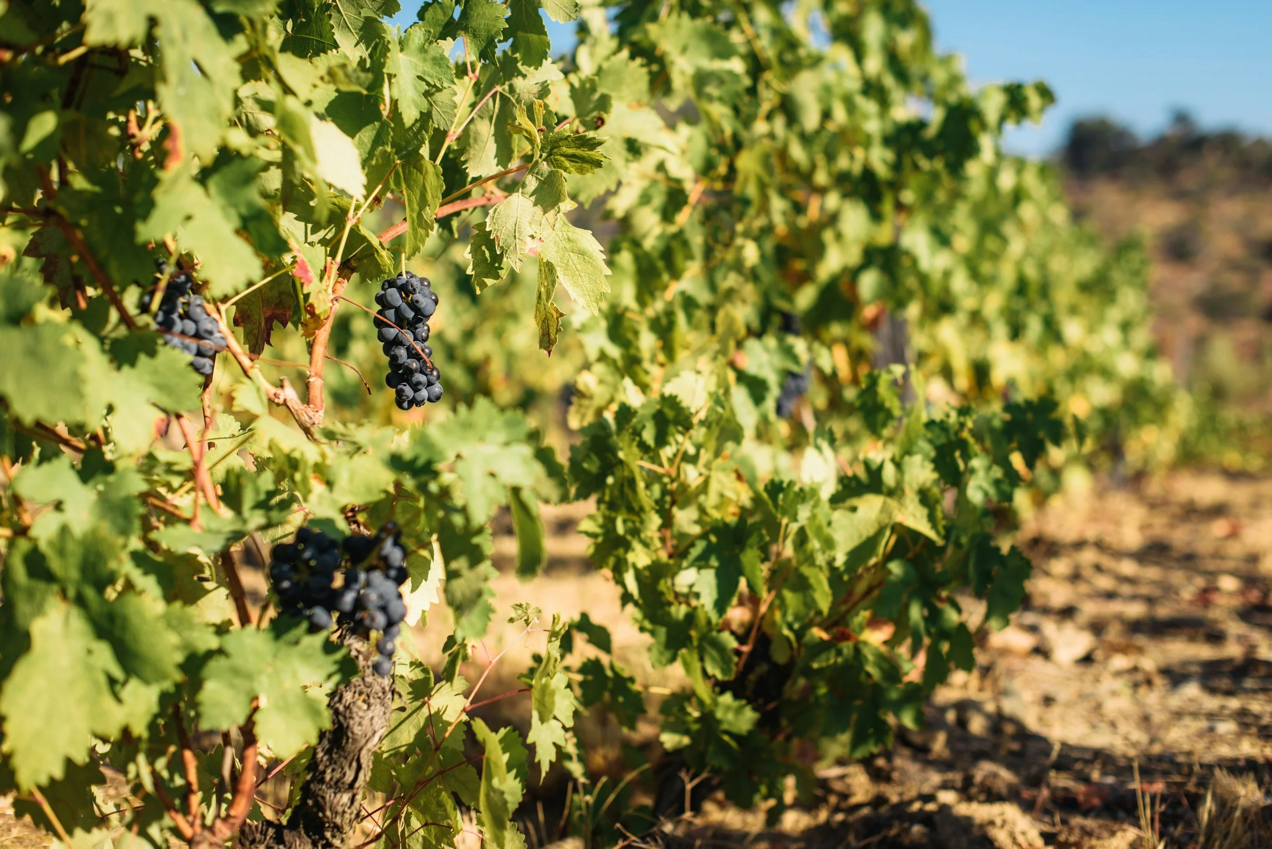 douro portugal wine region